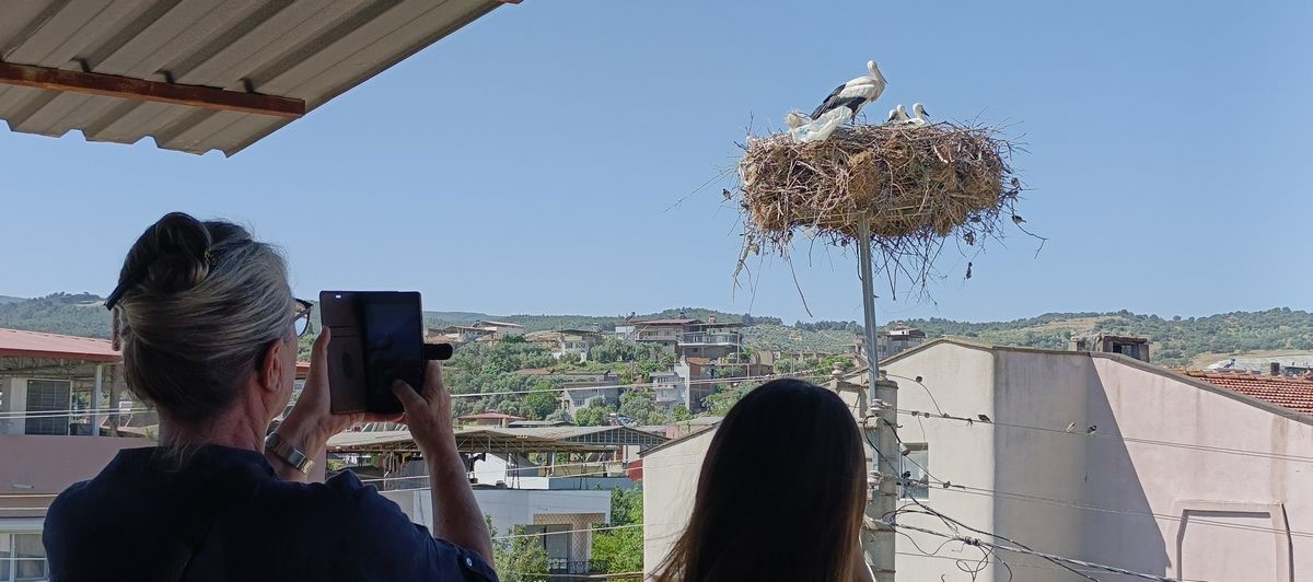 Aydın’daki Leylek Nüfusu Belirlendi (7)