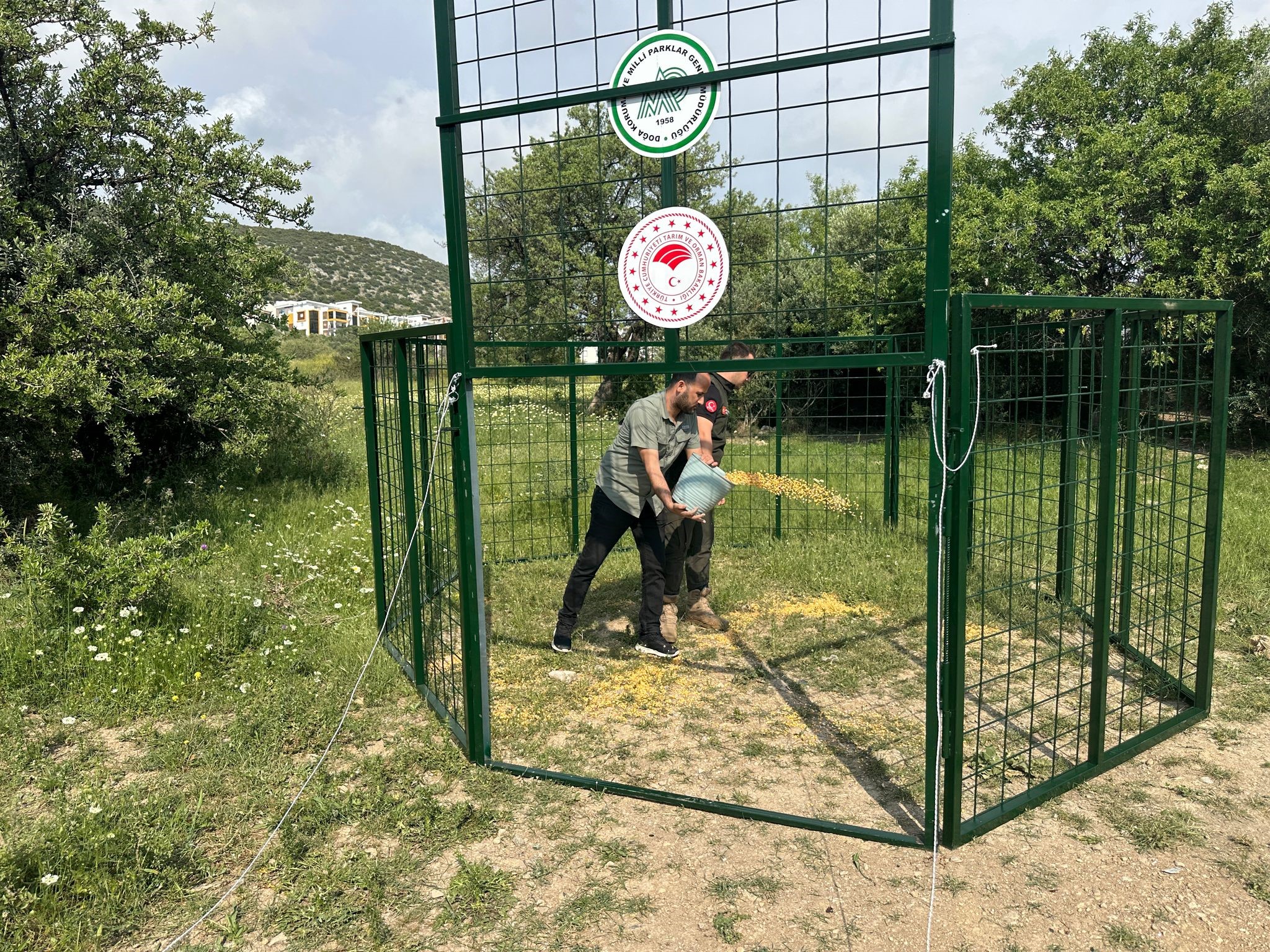 Aydın’daki Yaban Domuzu Sorununda Yeni Dönem (4)