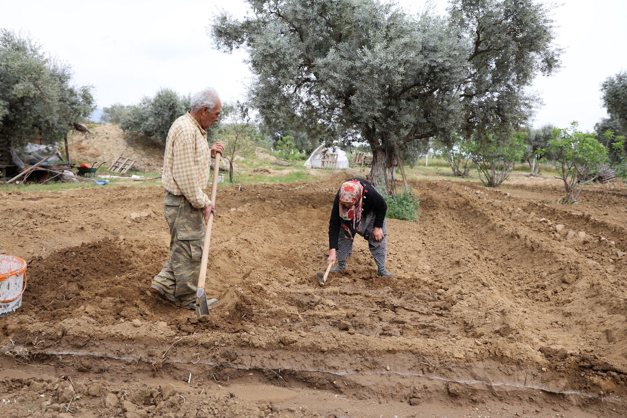 Aydınlı Çift Mutluluğu Toprakla Uğraşmakta Buldu (3)