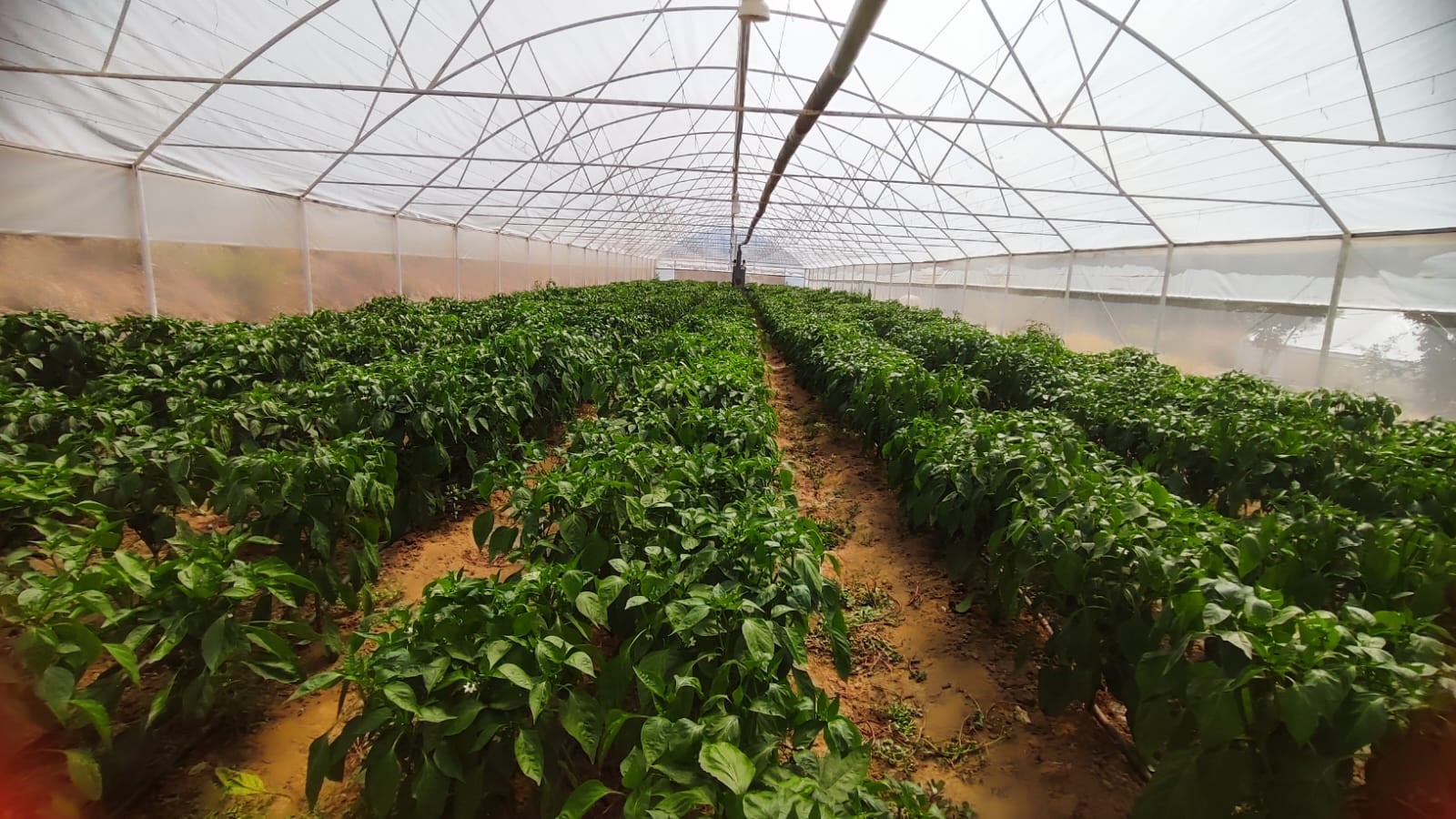 Bu Biberin Acısına Dayanılmıyor.. Kilo Fiyatı Şaşkınlık Yarattı (2)