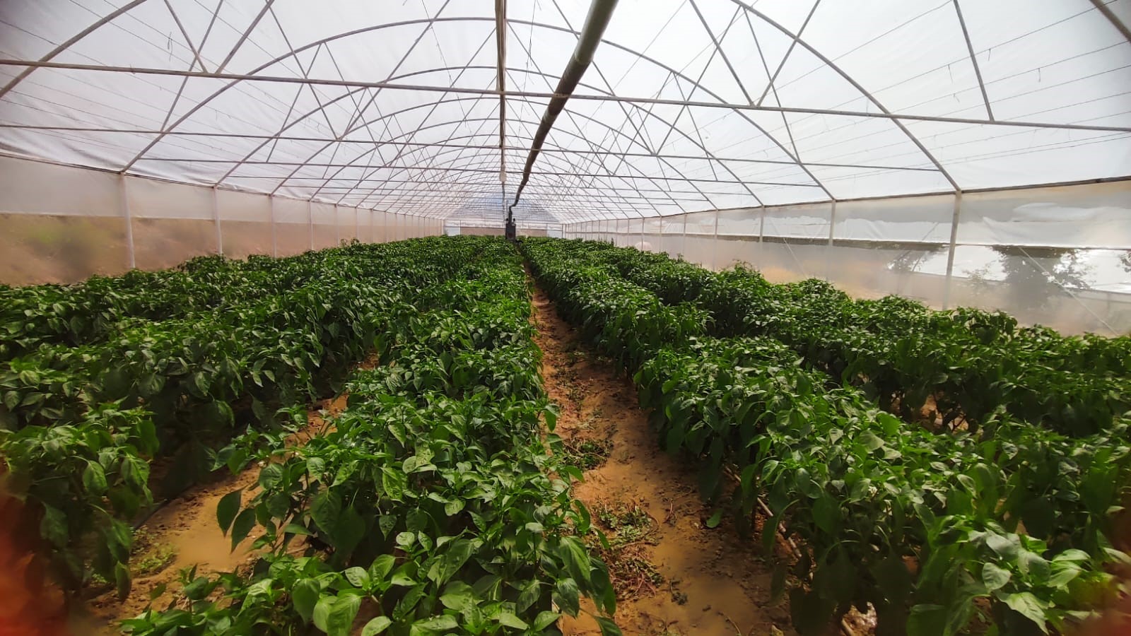 Bu Biberin Acısına Dayanılmıyor.. Kilo Fiyatı Şaşkınlık Yarattı (3)