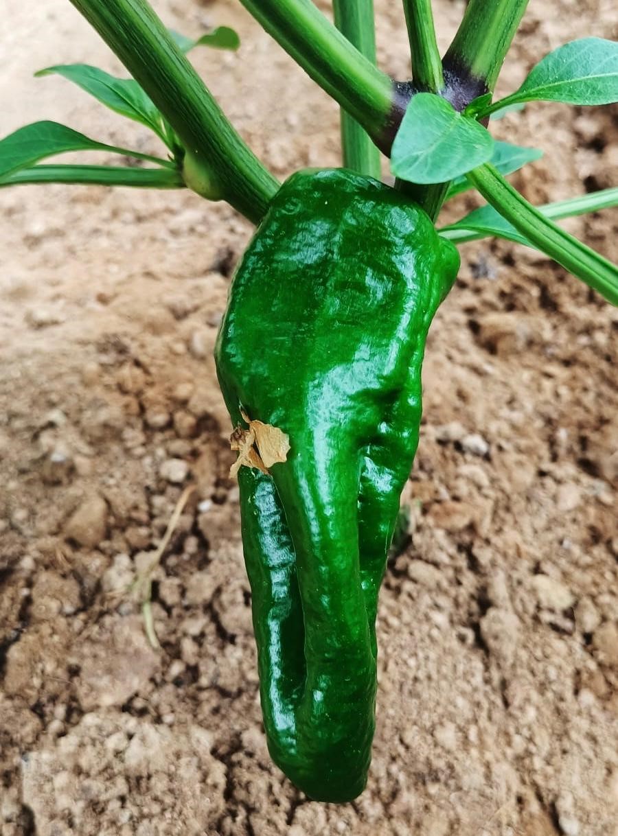 Bu Biberin Acısına Dayanılmıyor.. Kilo Fiyatı Şaşkınlık Yarattı (4)