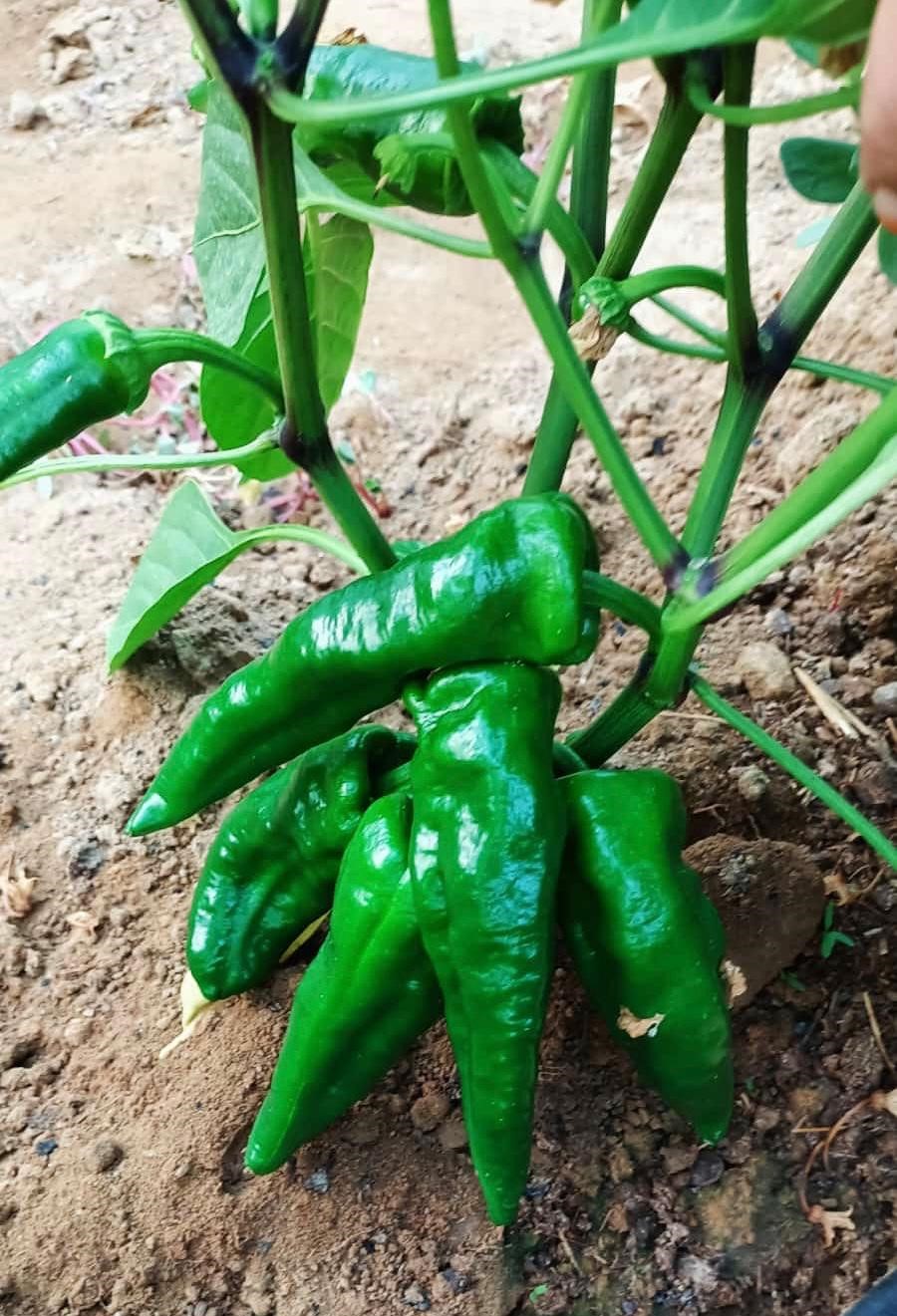 Bu Biberin Acısına Dayanılmıyor.. Kilo Fiyatı Şaşkınlık Yarattı (5)