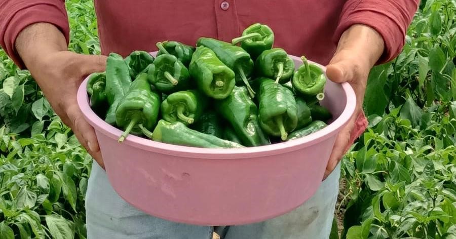 Bu Biberin Acısına Dayanılmıyor.. Kilo Fiyatı Şaşkınlık Yarattı