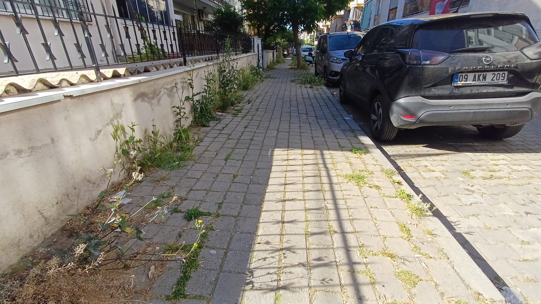 Burası Aydın.. Kent Merkezi Otlayacak Koyun Bekliyor (6)