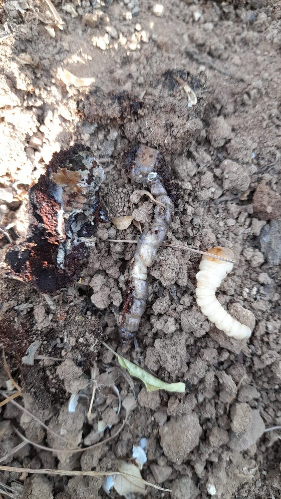 Çiftçilere Uyarı Geldi.. Dip Kurdu Tehlikesi Başladı (2)