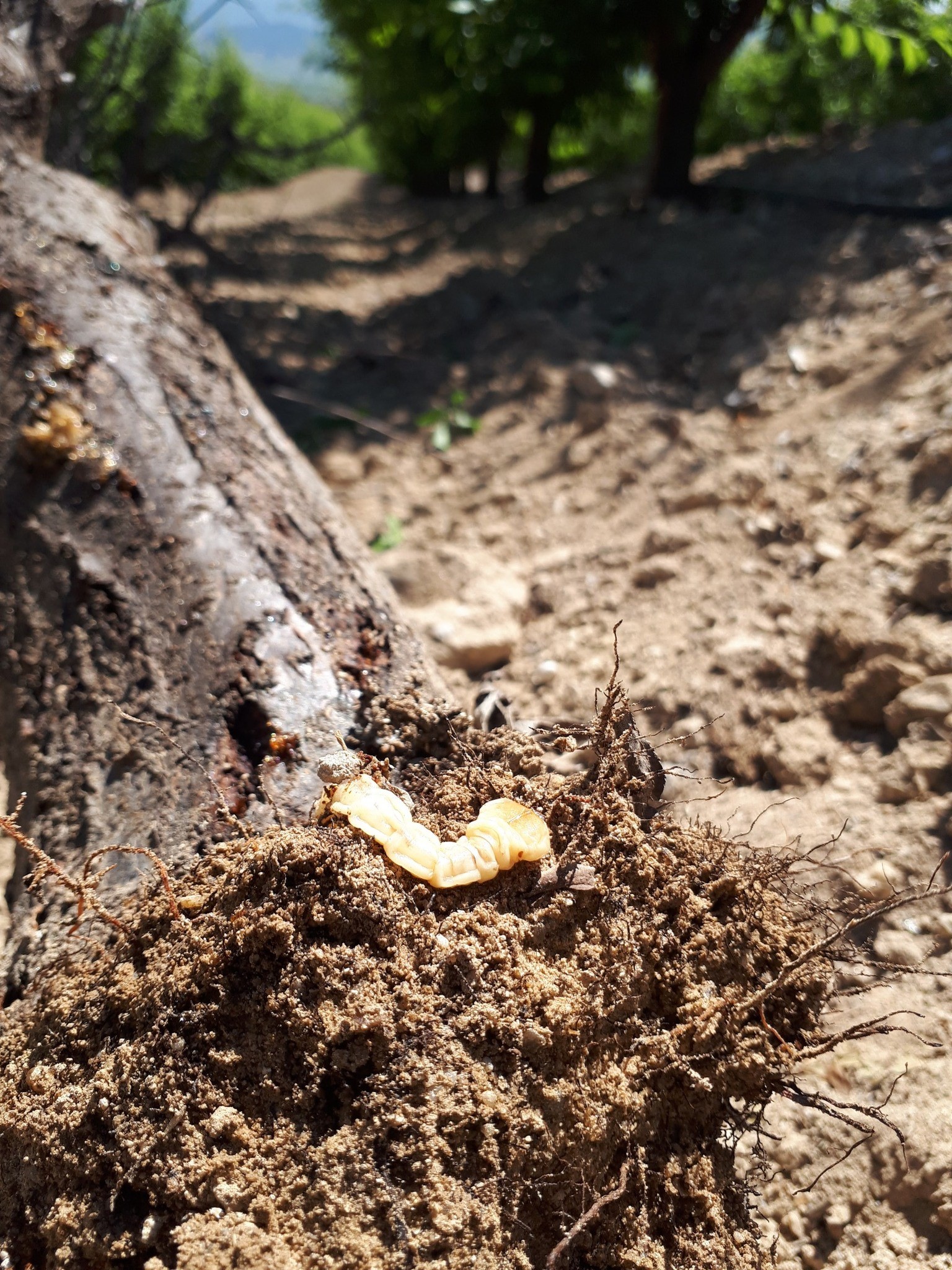 Çiftçilere Uyarı Geldi.. Dip Kurdu Tehlikesi Başladı (3)