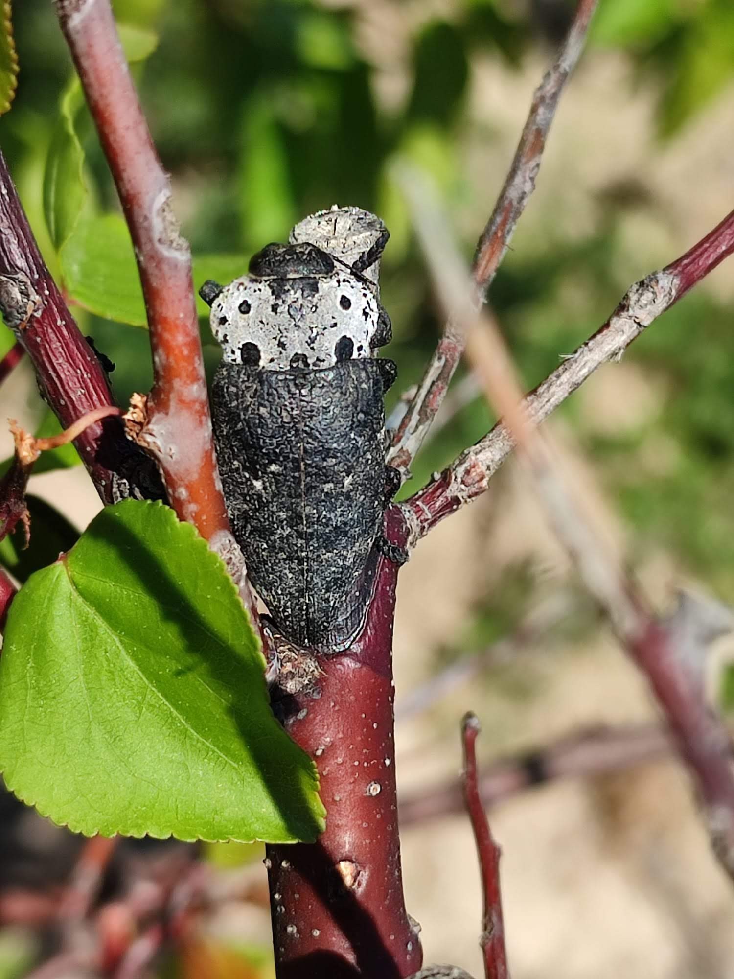 Çiftçilere Uyarı Geldi.. Dip Kurdu Tehlikesi Başladı