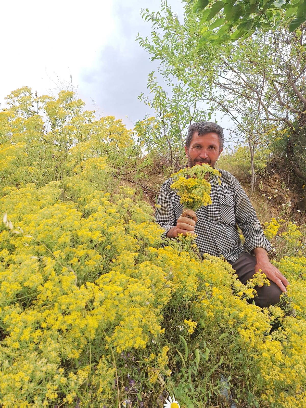 Dağlardan Toplanıyor, 5 Hafta Bekletiliyor.. Diz Ağrısı, Mide Rahatsızlıkları, Yara Tedavisine Bire Bir (2)