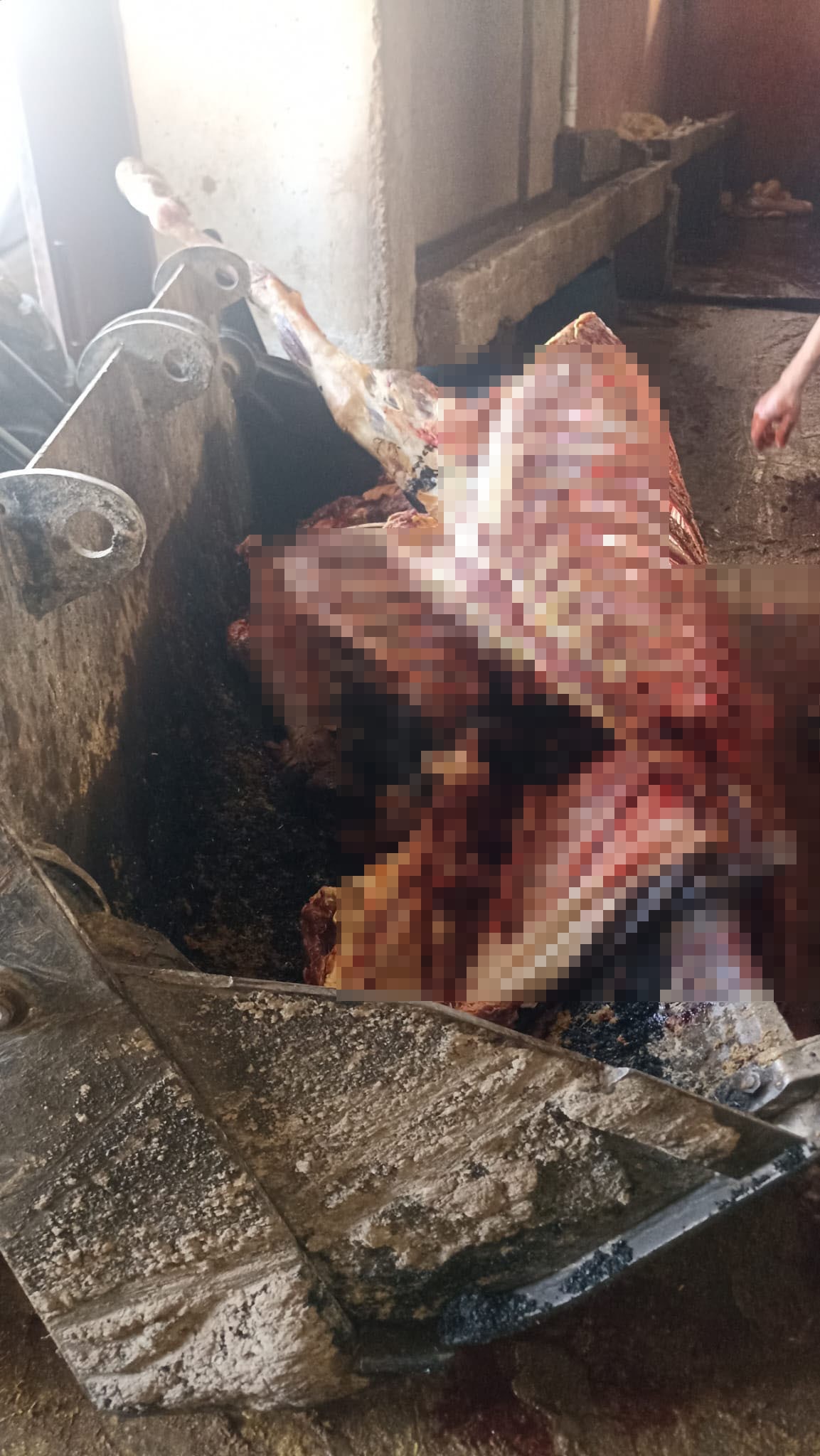 Evin Altından 2,5 Ton At Eti Çıktı! 4 At Son Anda Kurtarıldı (3)