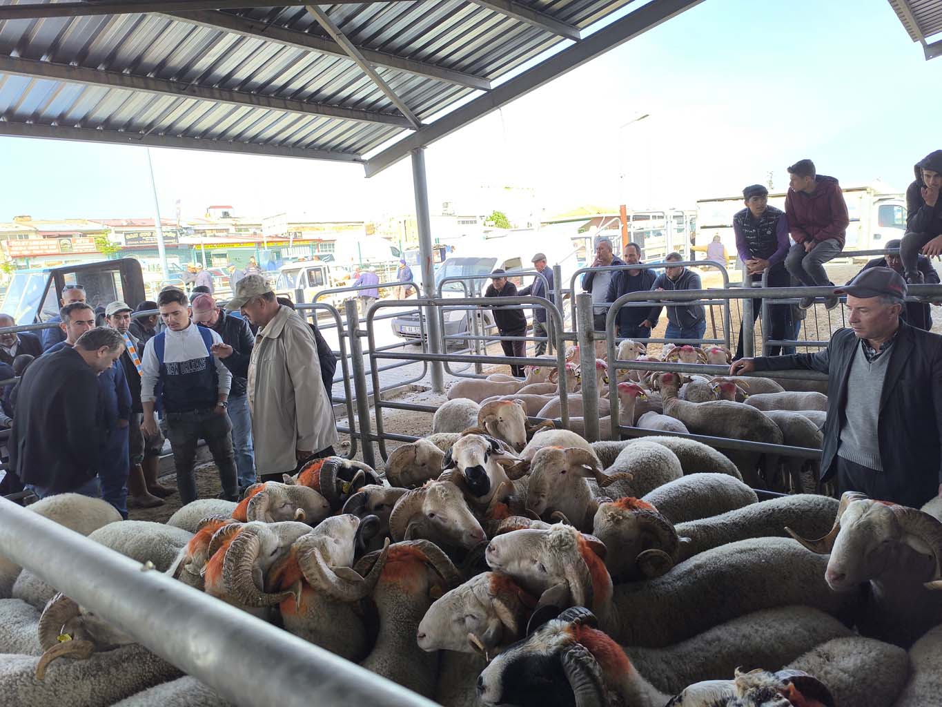 Hayvan Pazarlarında Son Durum.. Fiyatlar Yüksek (2)