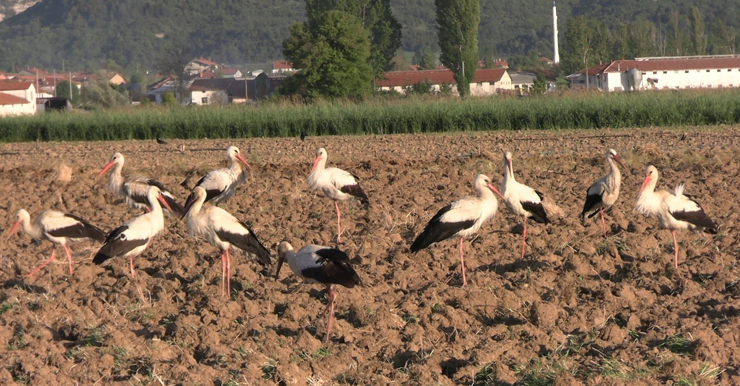Herkes Ne Olduğunu Anlamaya Çalışıyor (3)
