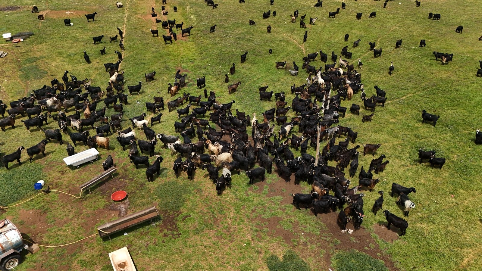 Kurban Fiyatları Yüksek, Vatandaş Yanına Bile Yanaşamıyor (2)