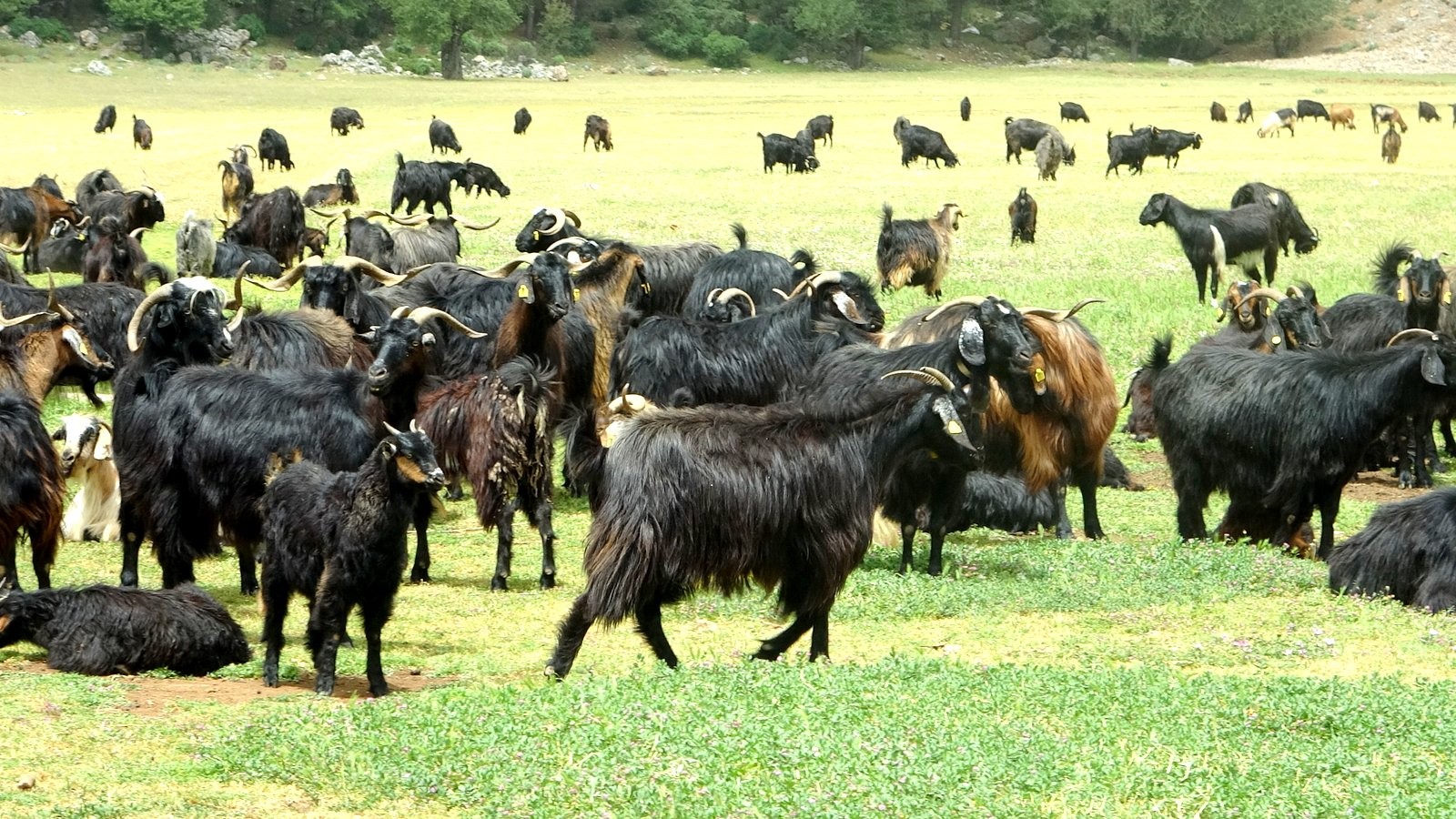 Kurban Fiyatları Yüksek, Vatandaş Yanına Bile Yanaşamıyor (3)
