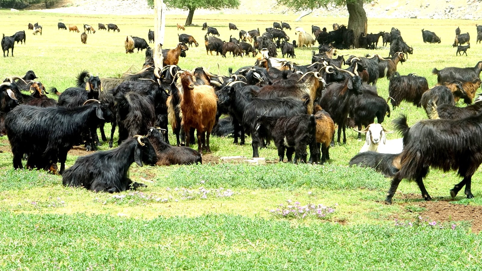 Kurban Fiyatları Yüksek, Vatandaş Yanına Bile Yanaşamıyor (4)