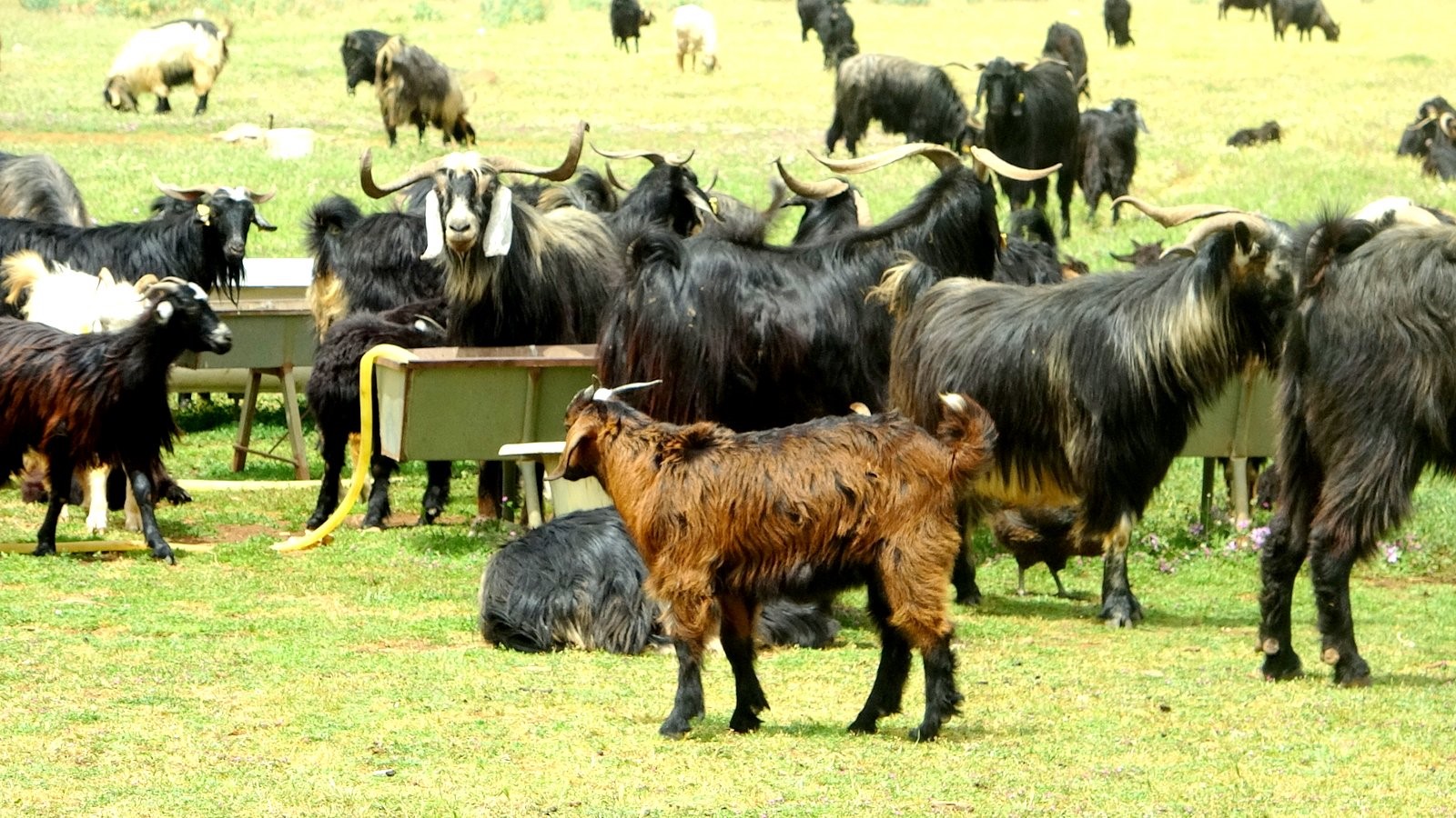 Kurban Fiyatları Yüksek, Vatandaş Yanına Bile Yanaşamıyor (7)