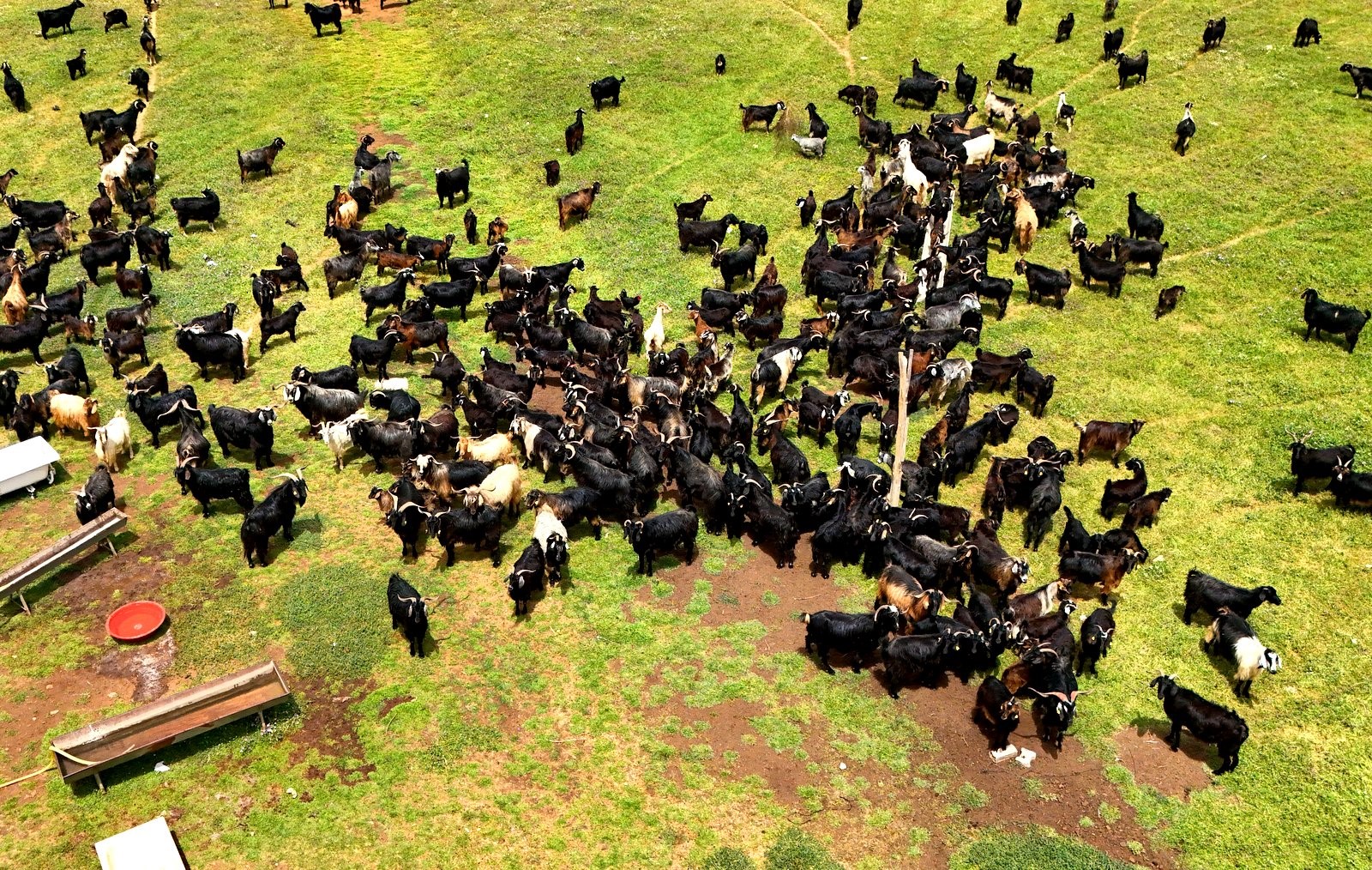 Kurban Fiyatları Yüksek, Vatandaş Yanına Bile Yanaşamıyor