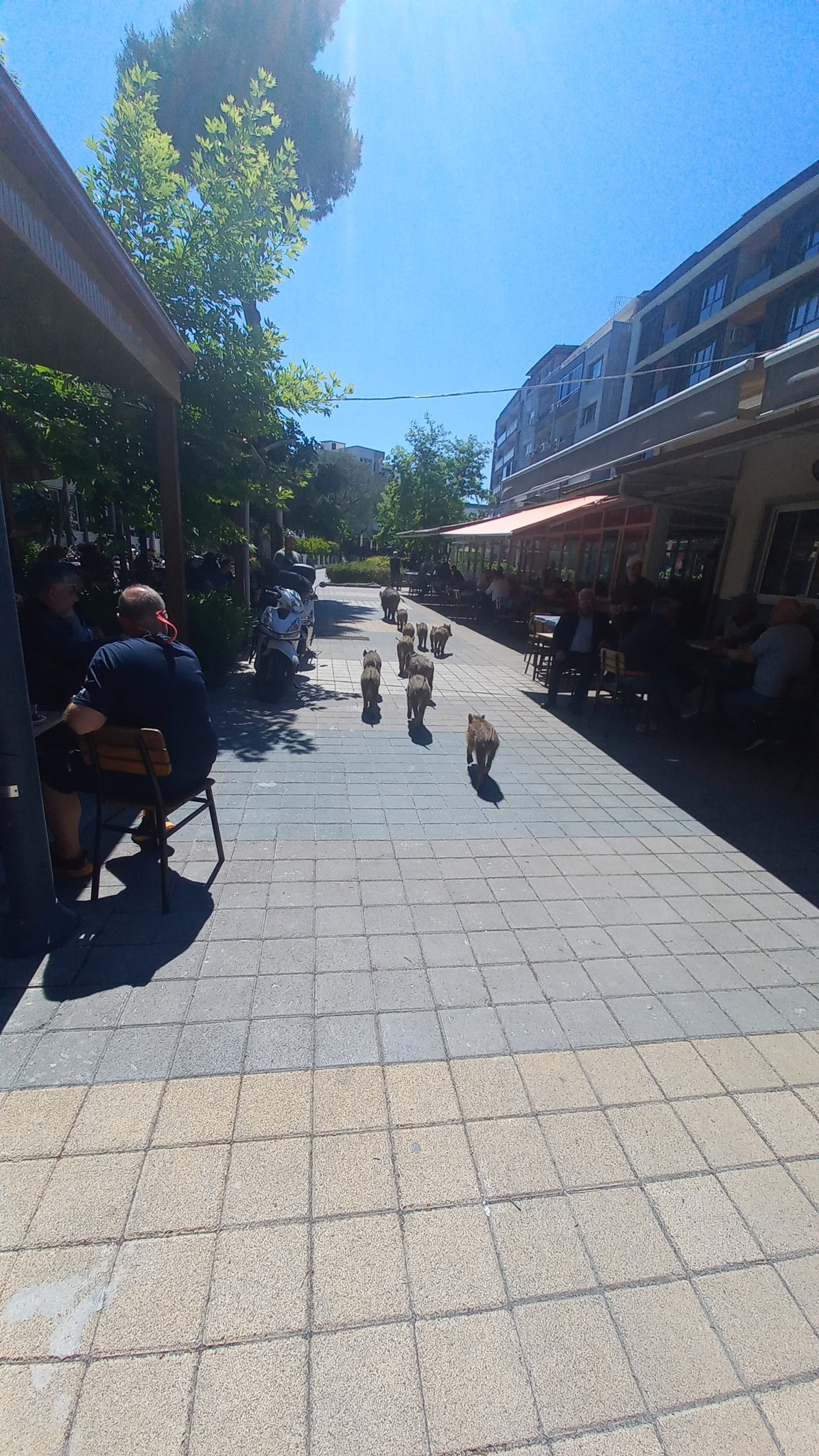 Kuşadası’nda Yaban Domuzu Alarmı (2)