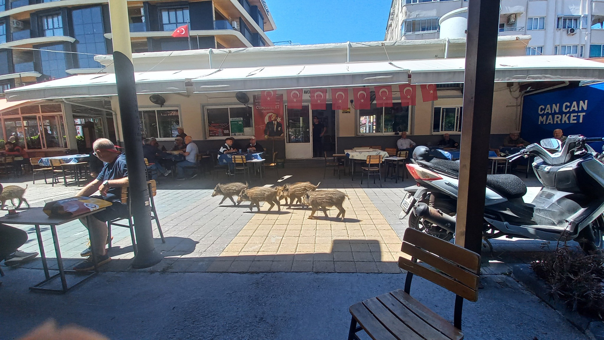 Kuşadası’nda Yaban Domuzu Alarmı