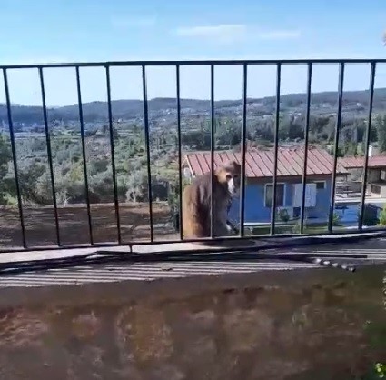 Mahalle Ayağa Kalktı, Herkes Yakalamak Için Seferber Oldu (2)
