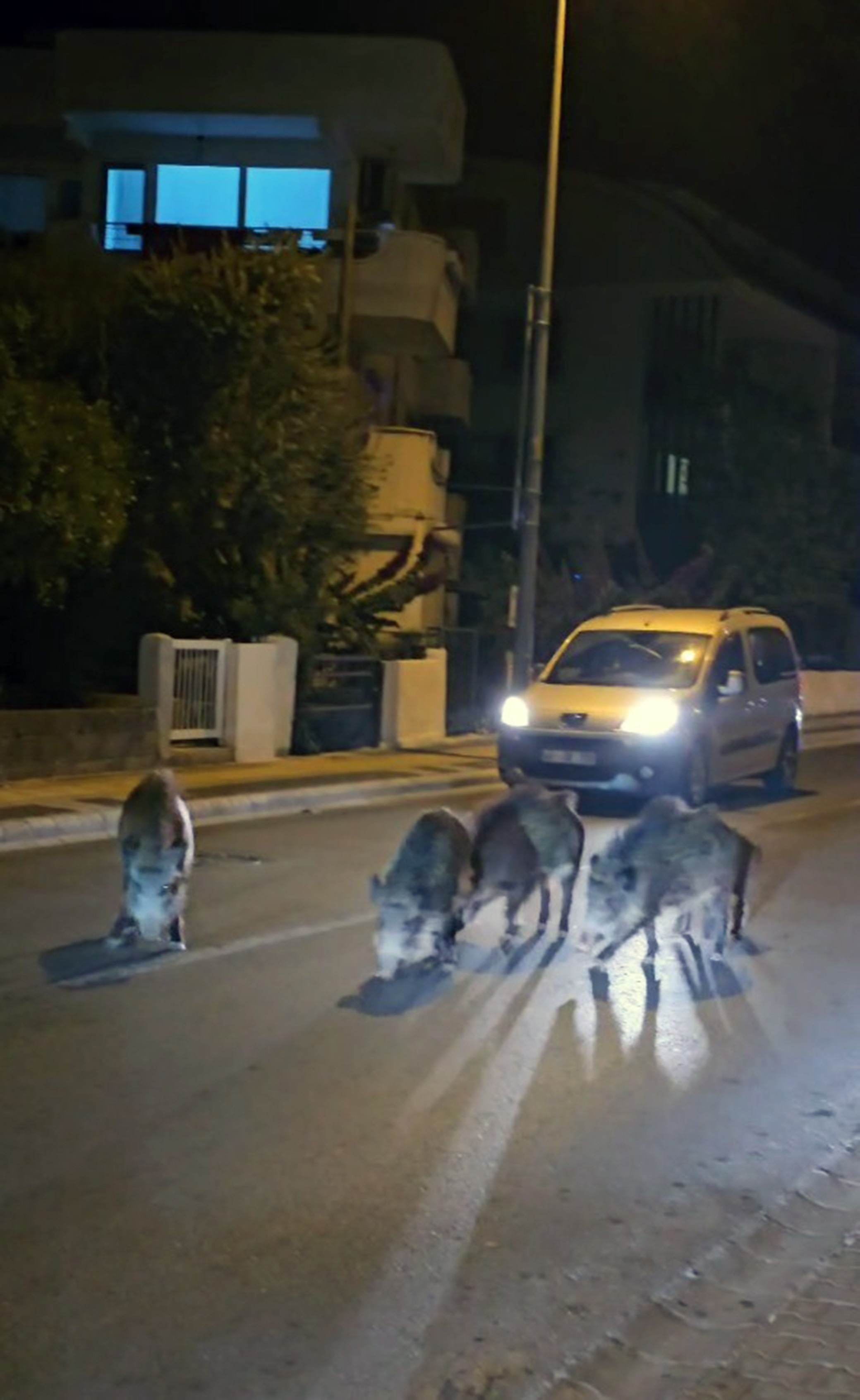 Muğla’da Yaban Domuzlarıyla Mücadele Başladı, Darısı Aydın’a! (3)