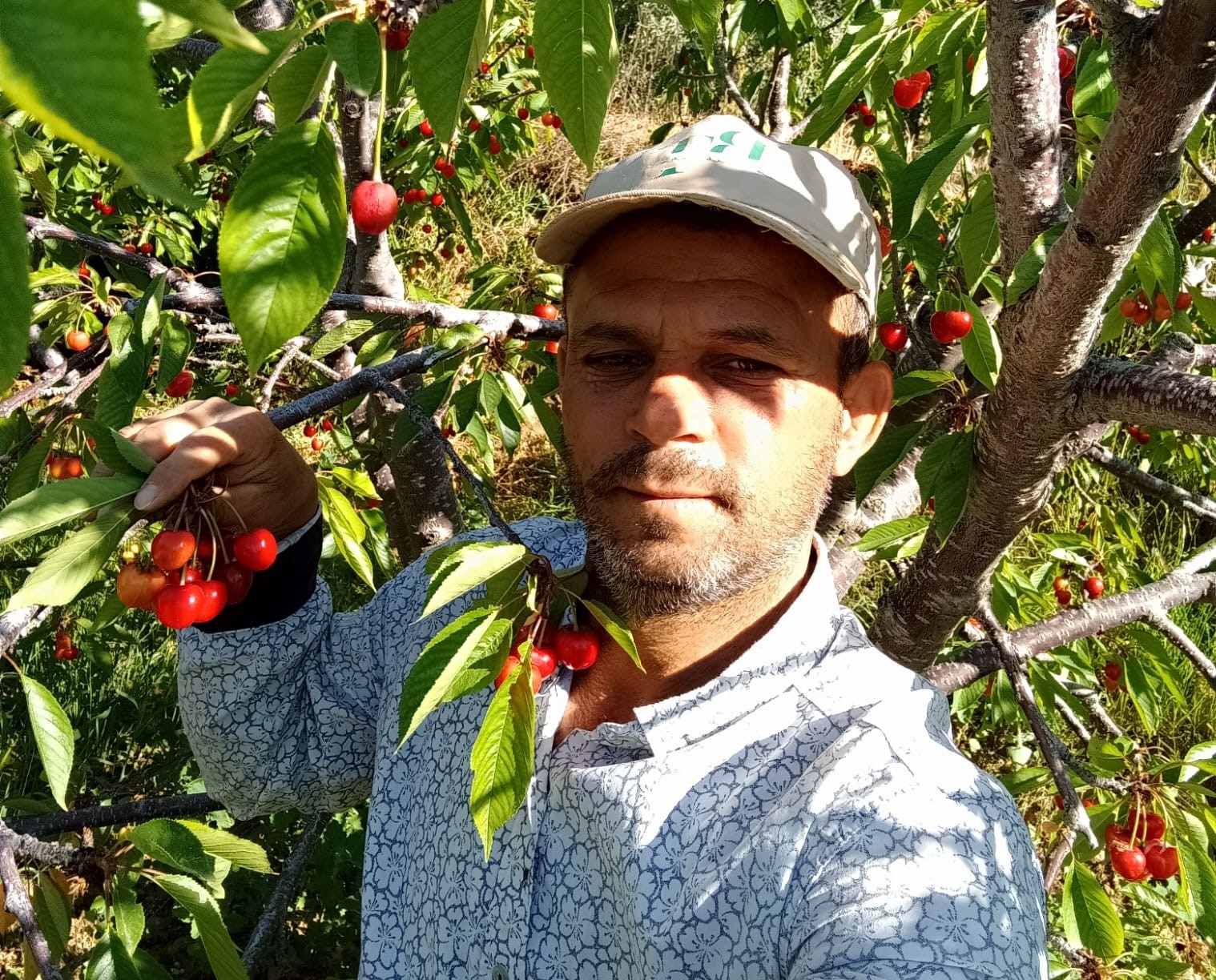 Napolyon Kirazında Herkes Memnun (2)