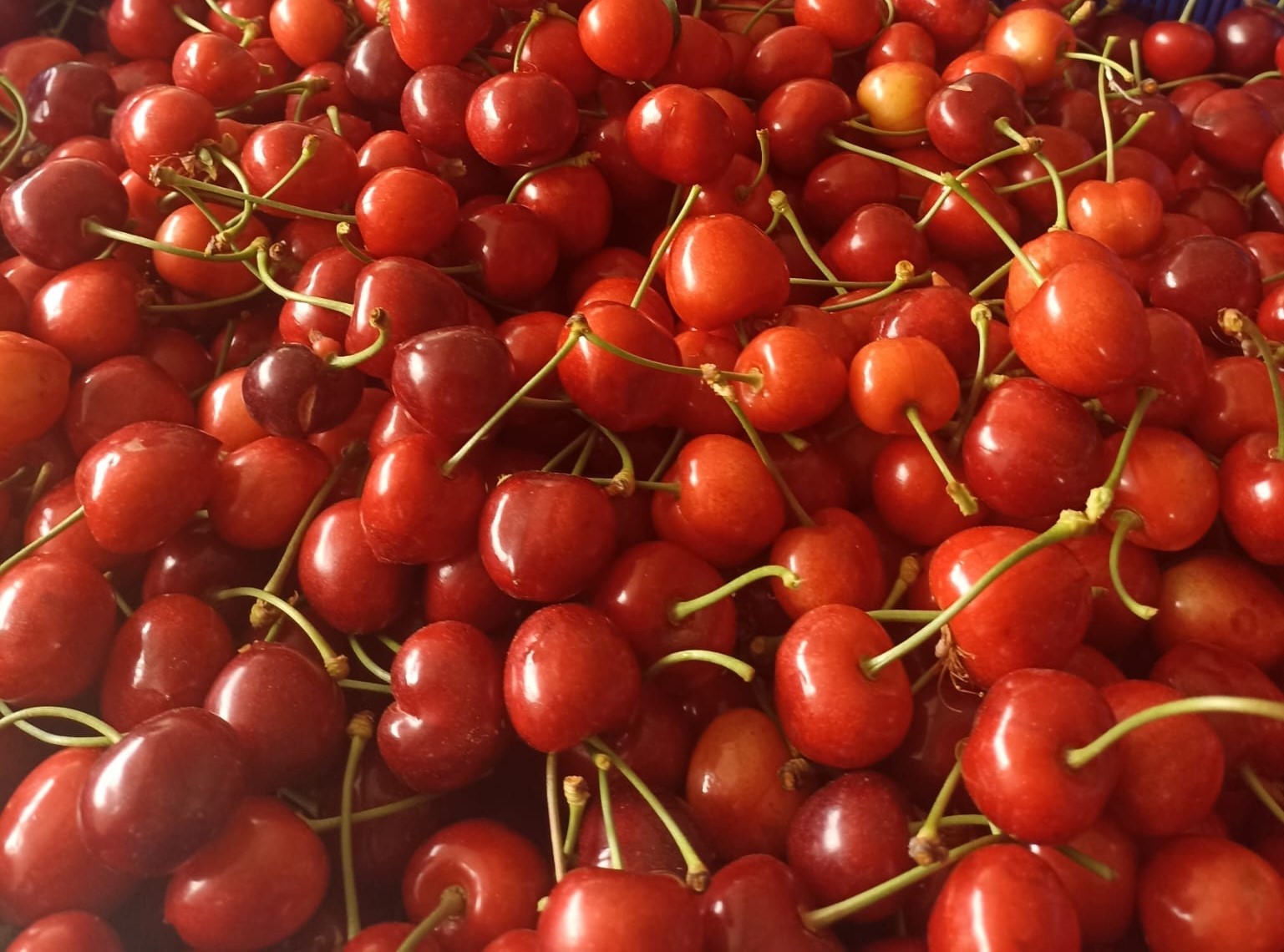 Napolyon Kirazında Herkes Memnun (3)