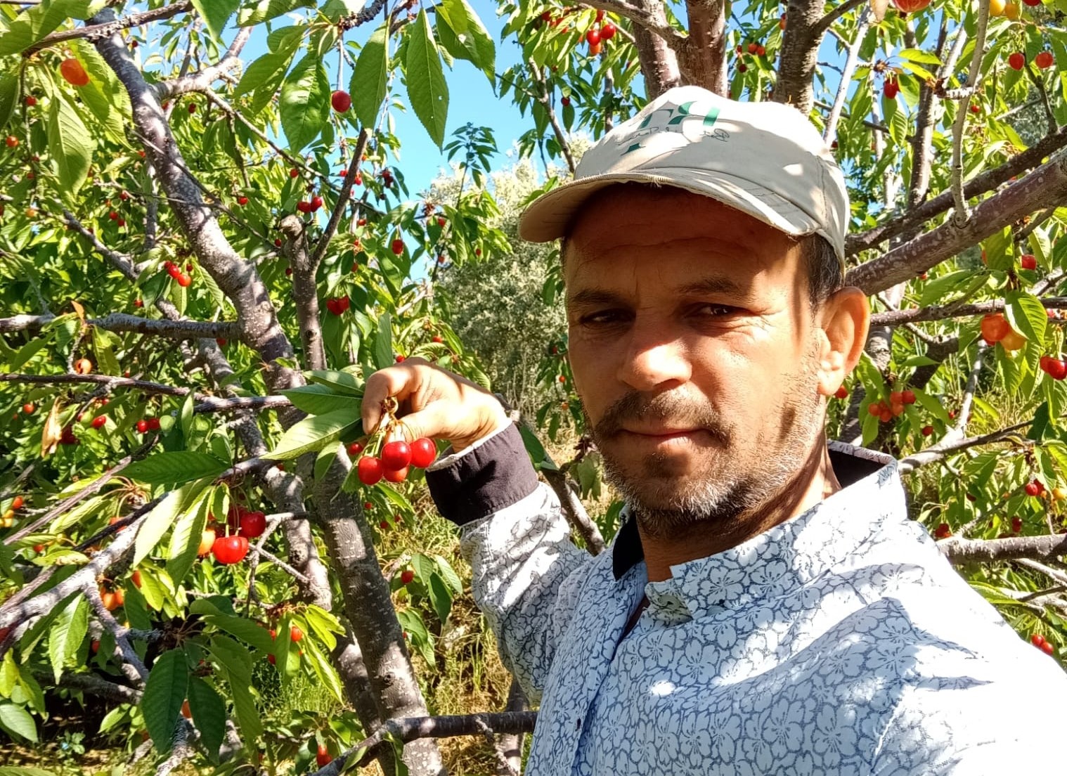 Napolyon Kirazında Herkes Memnun
