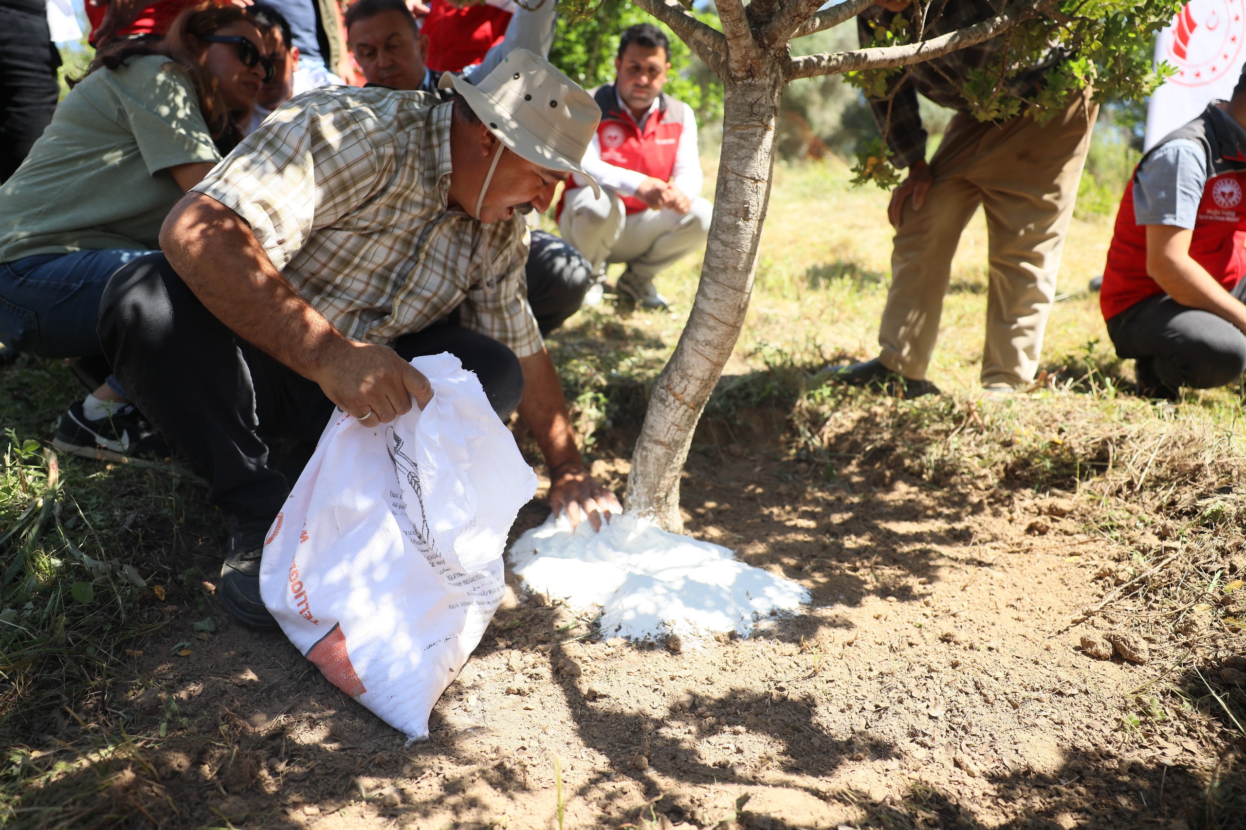 Sakız Hasadı Gerçekleştirildi (3)