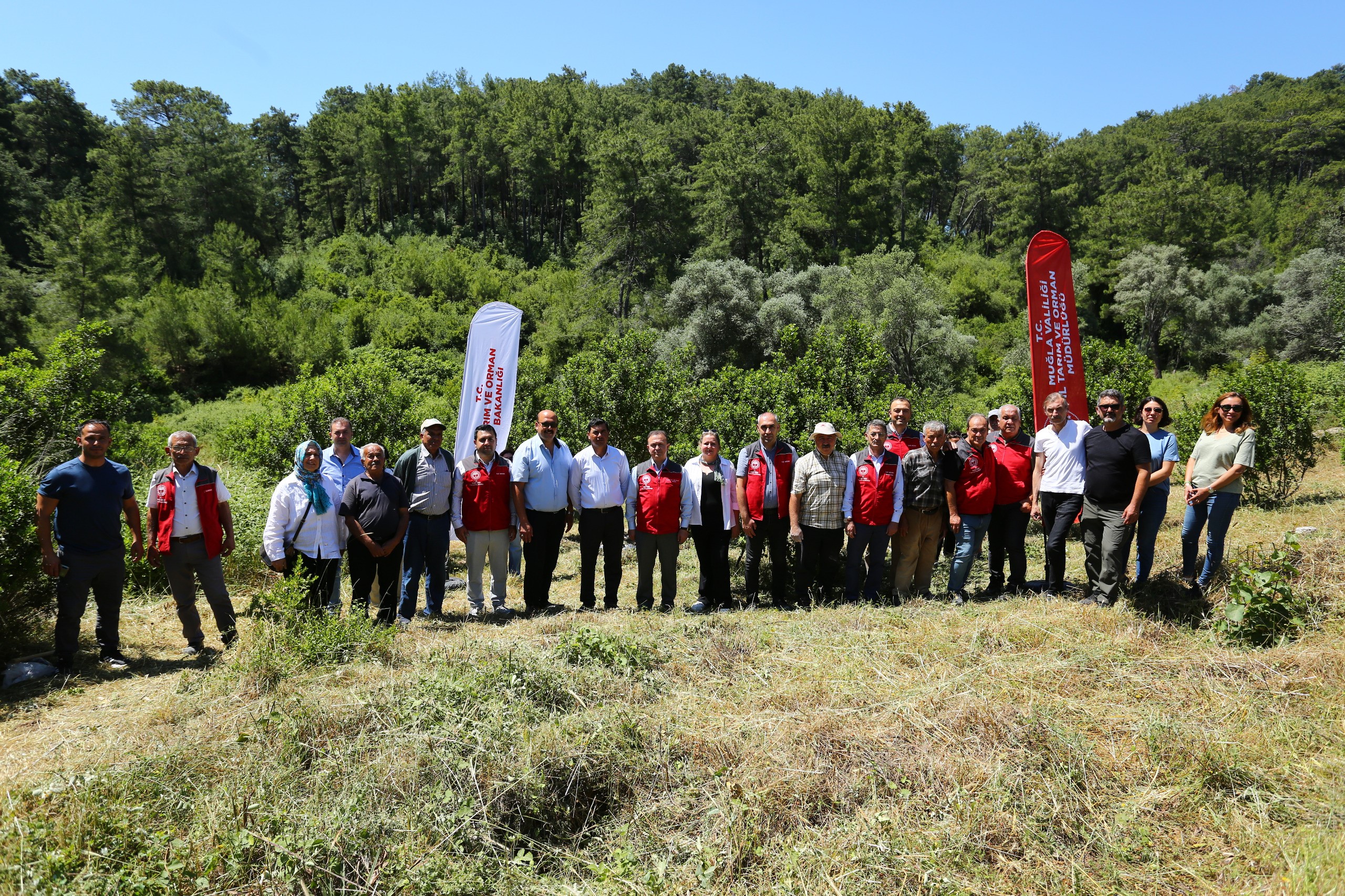 Sakız Hasadı Gerçekleştirildi (6)