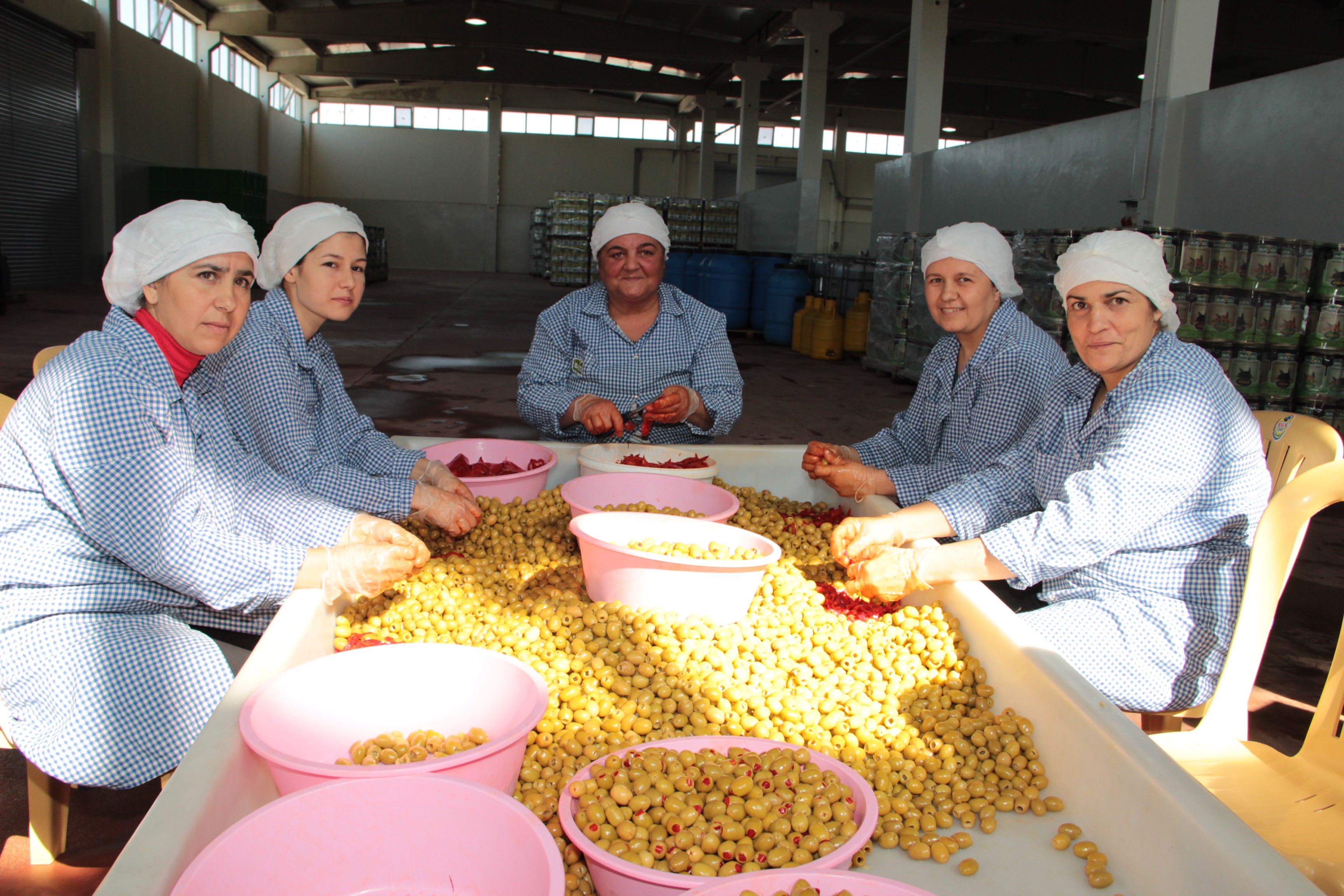 Sofralık Zeytinde Sıcak Gelişme (4)