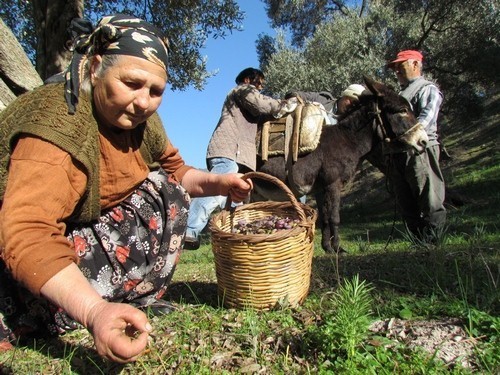 Sofralık Zeytinde Sıcak Gelişme