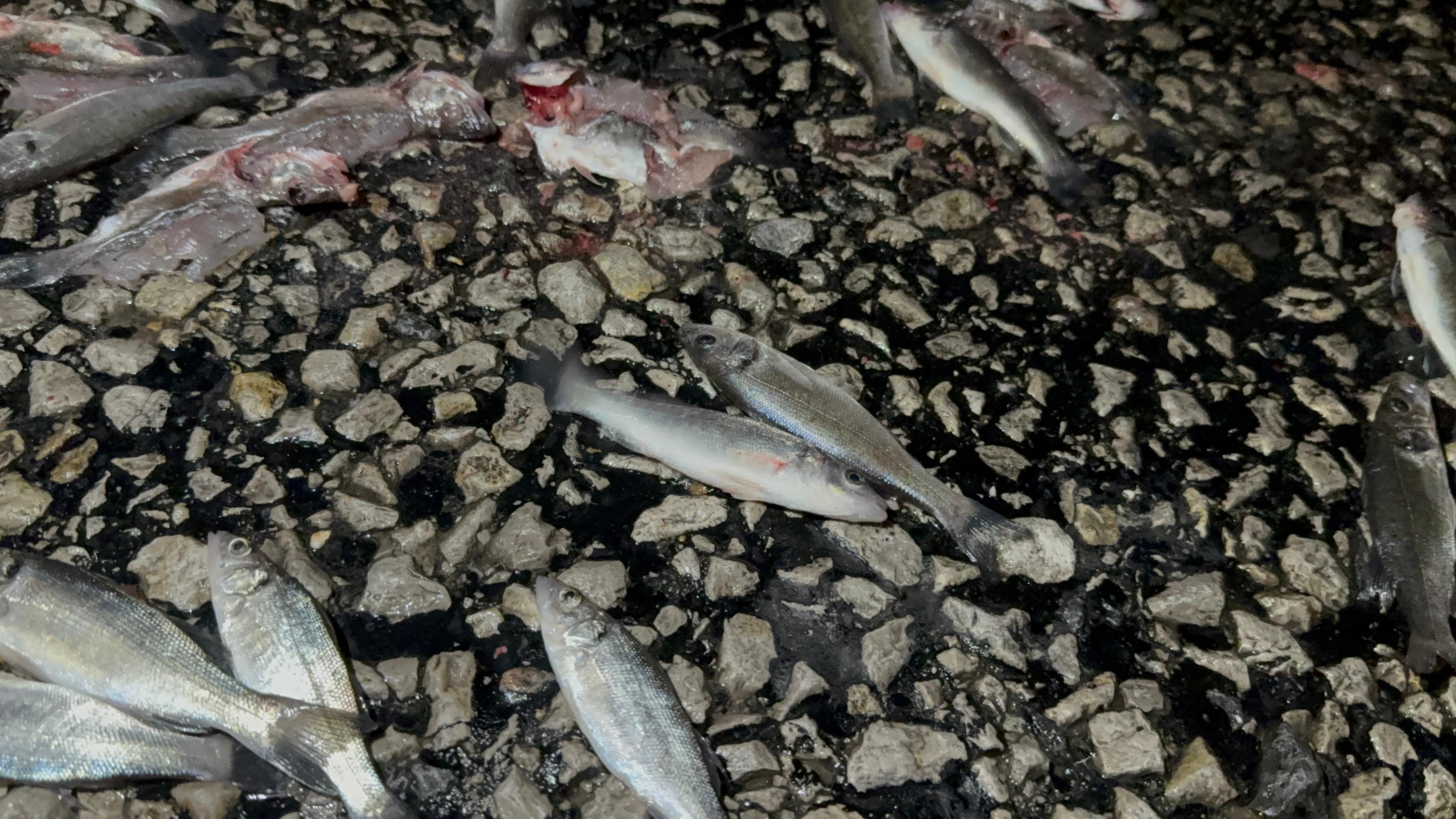 Tır Devrildi, Balıklar Telef Oldu (3)