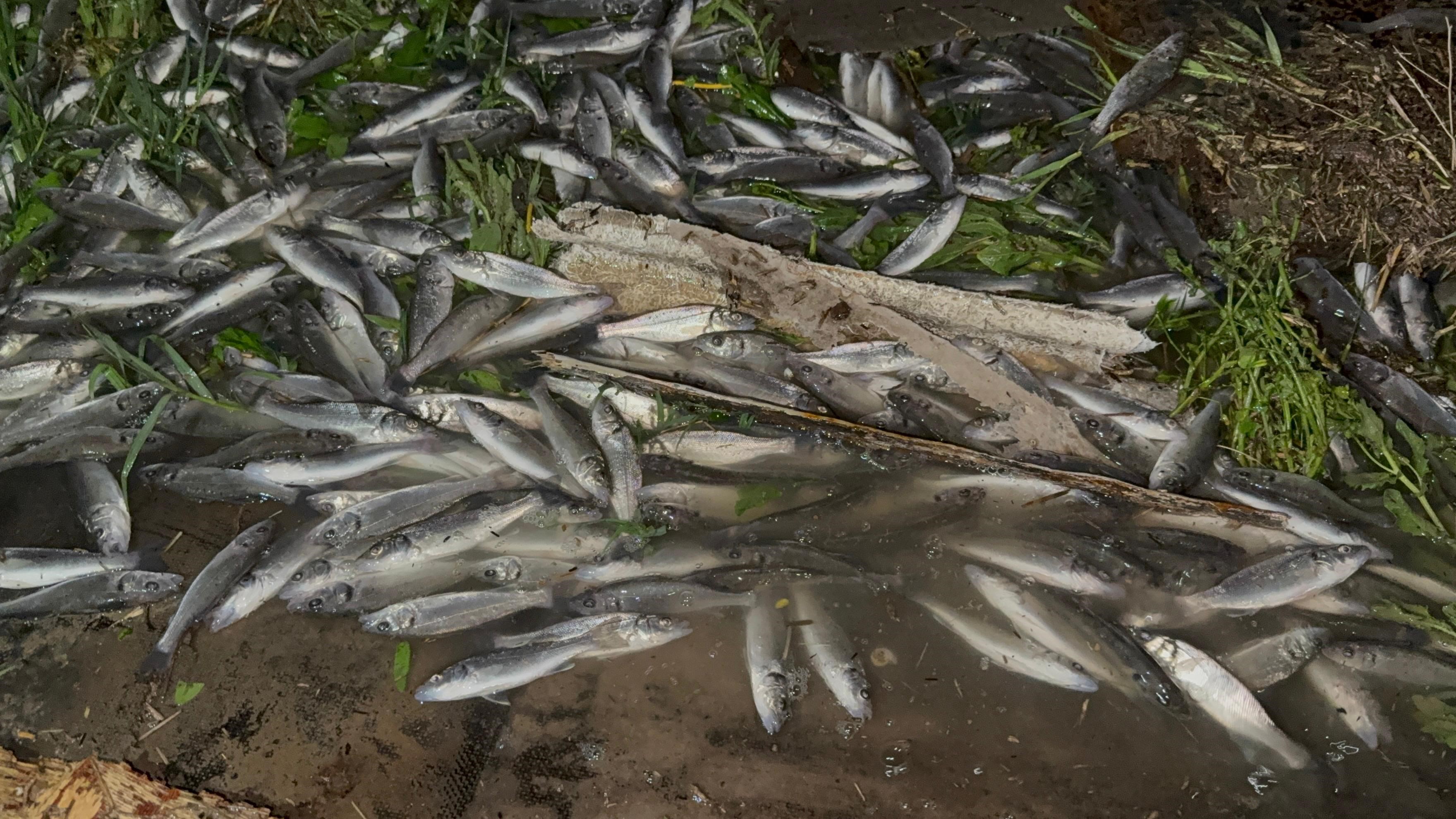 Tır Devrildi, Balıklar Telef Oldu