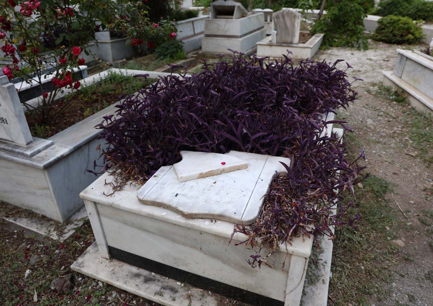 Yaban Domuzları Şimdi De Mezarlara Dadandı (3)