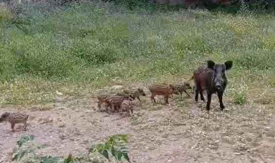 Yaban Domuzu Istilası Devam Ediyor (2)