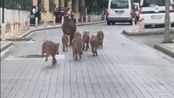 Yaban Domuzu Istilası Devam Ediyor (3)