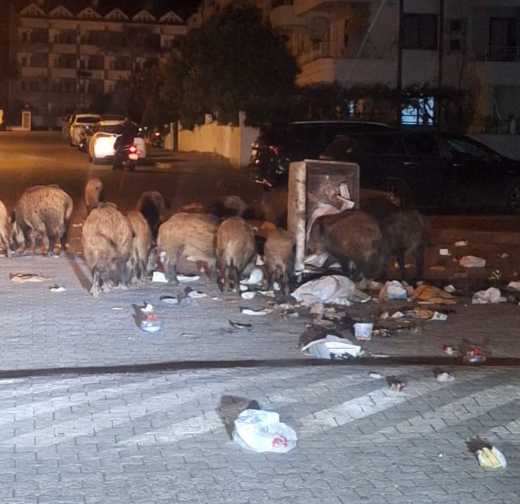 Yaban Domuzu Istilası Devam Ediyor