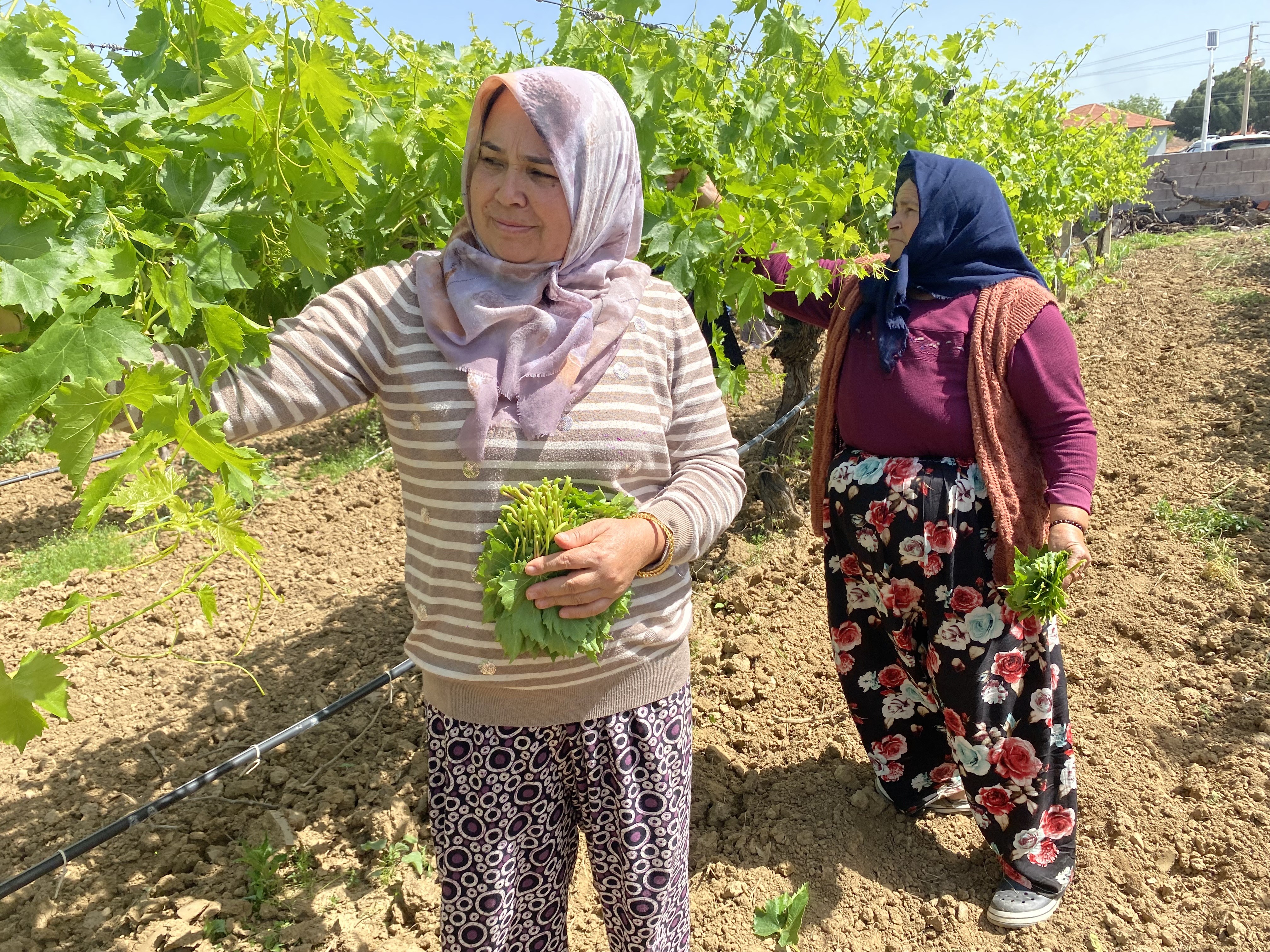 Yaprağı Meyvesinden Daha Çok Kazandırıyor (4)