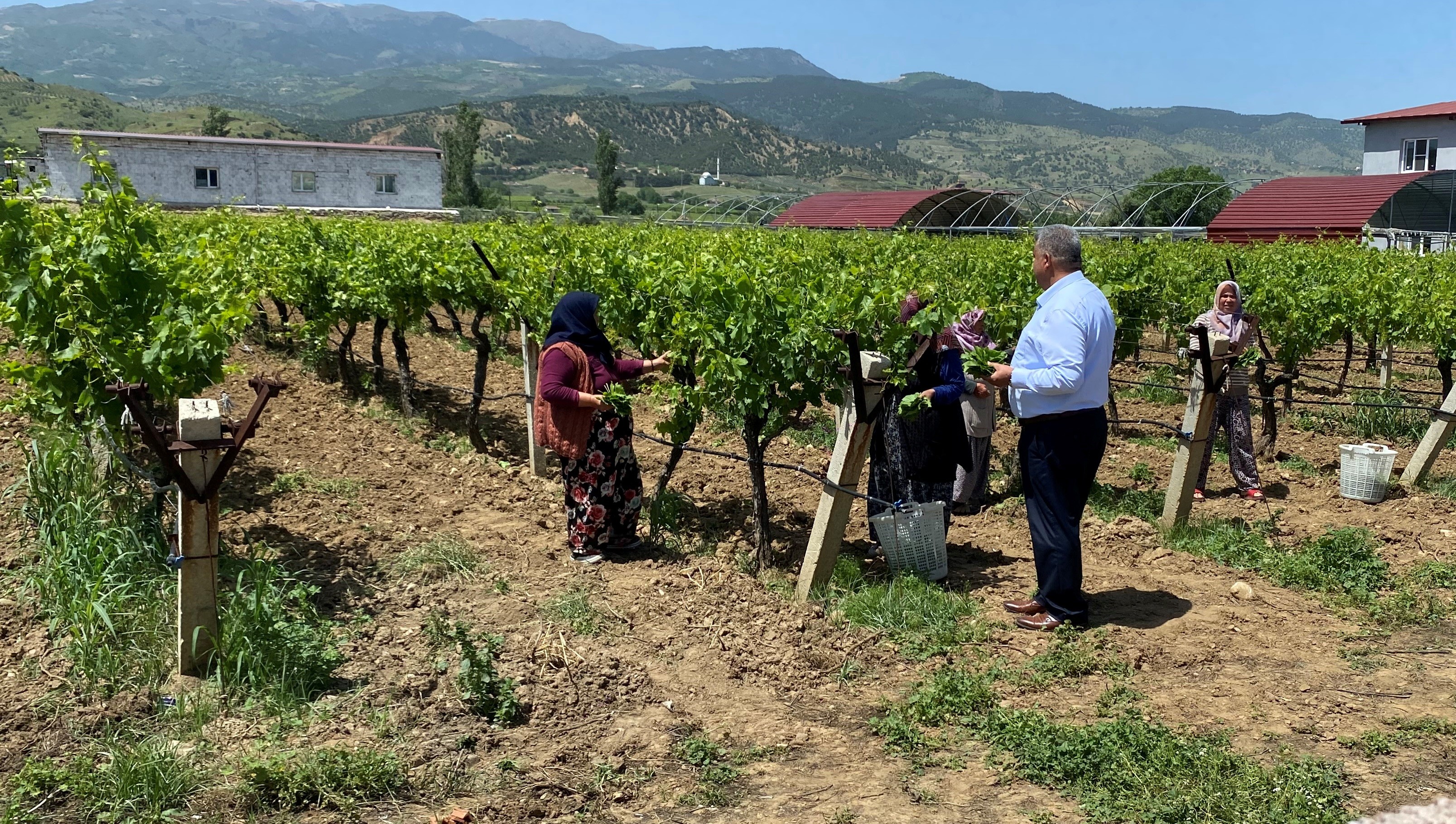 Yaprağı Meyvesinden Daha Çok Kazandırıyor (5)