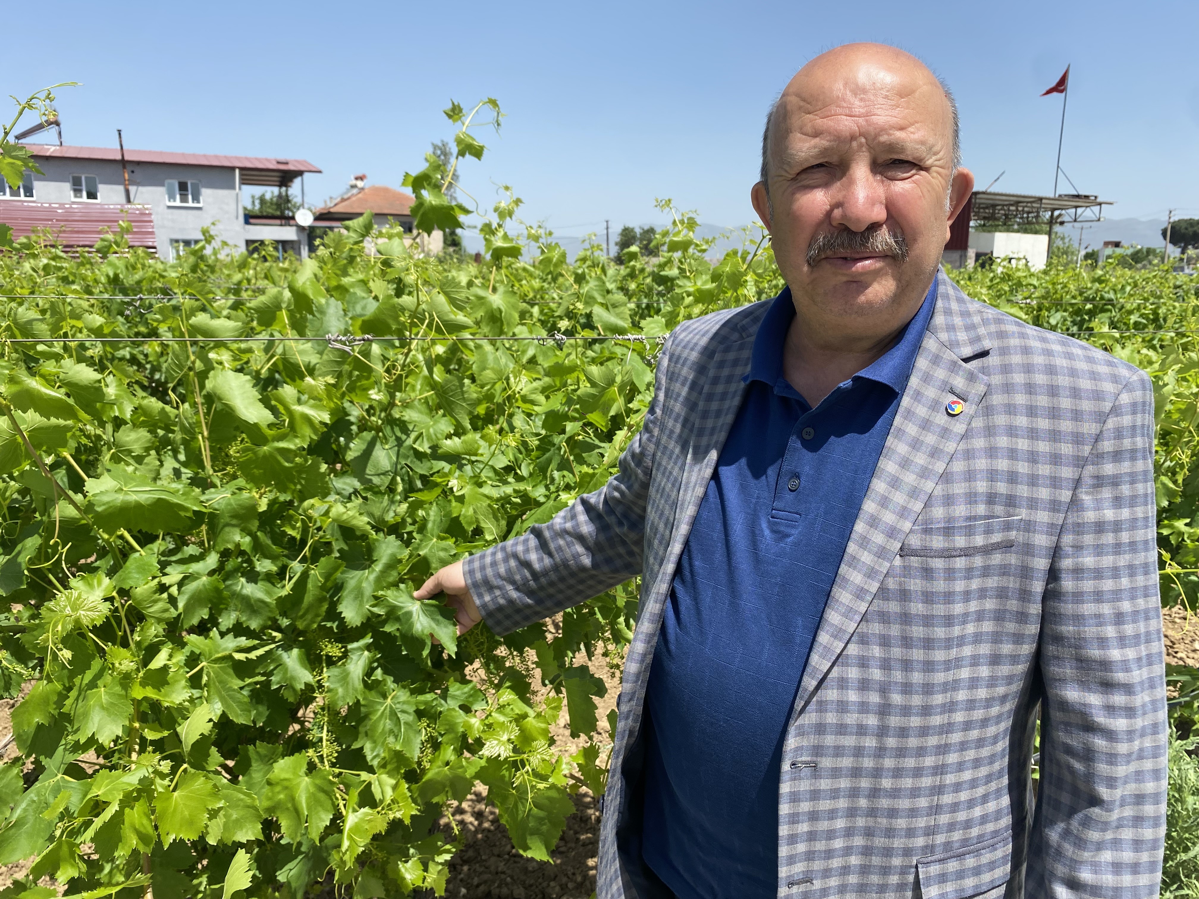 Yaprağı Meyvesinden Daha Çok Kazandırıyor (6)