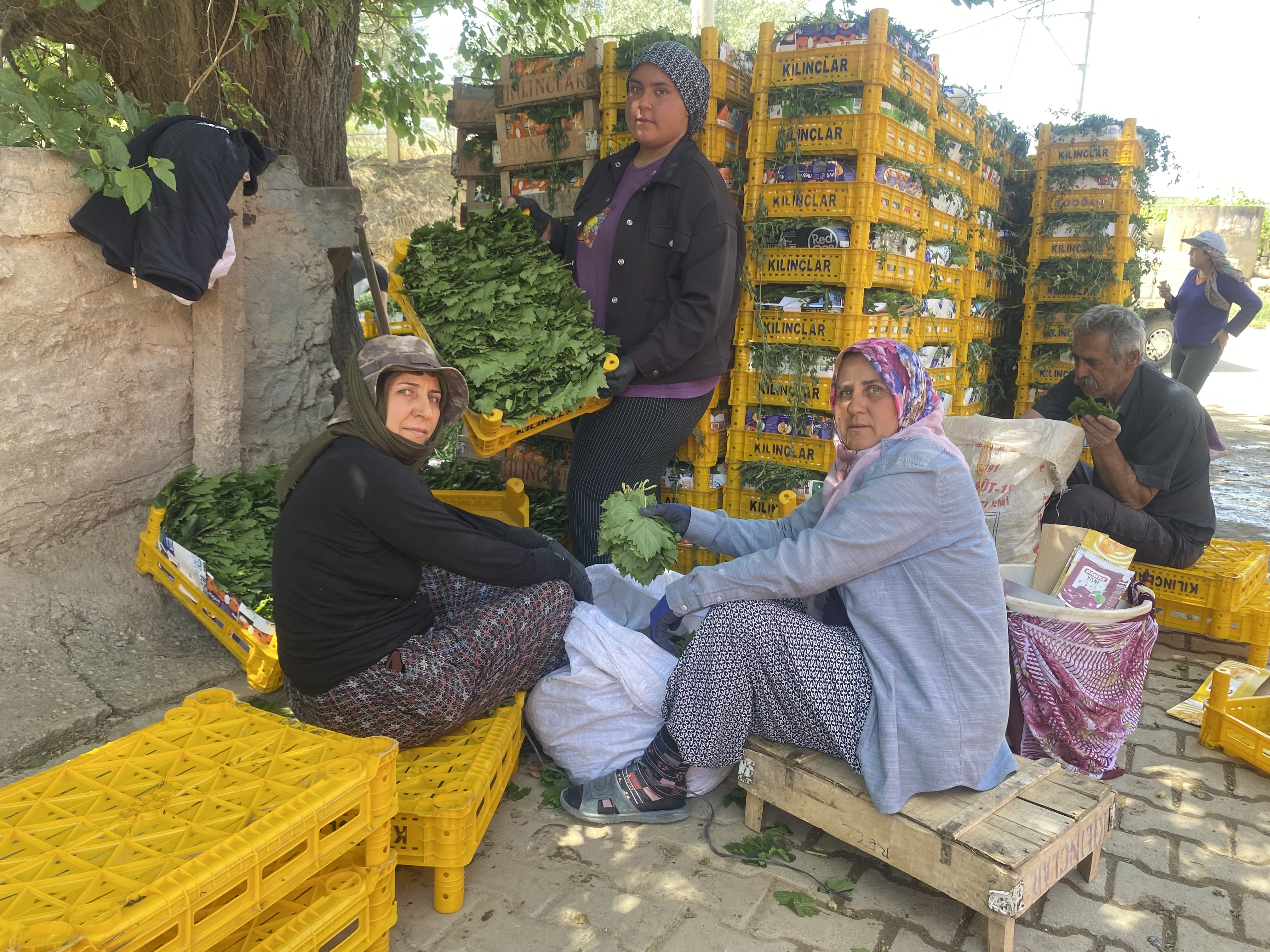 Yaprağı Meyvesinden Daha Çok Kazandırıyor (7)