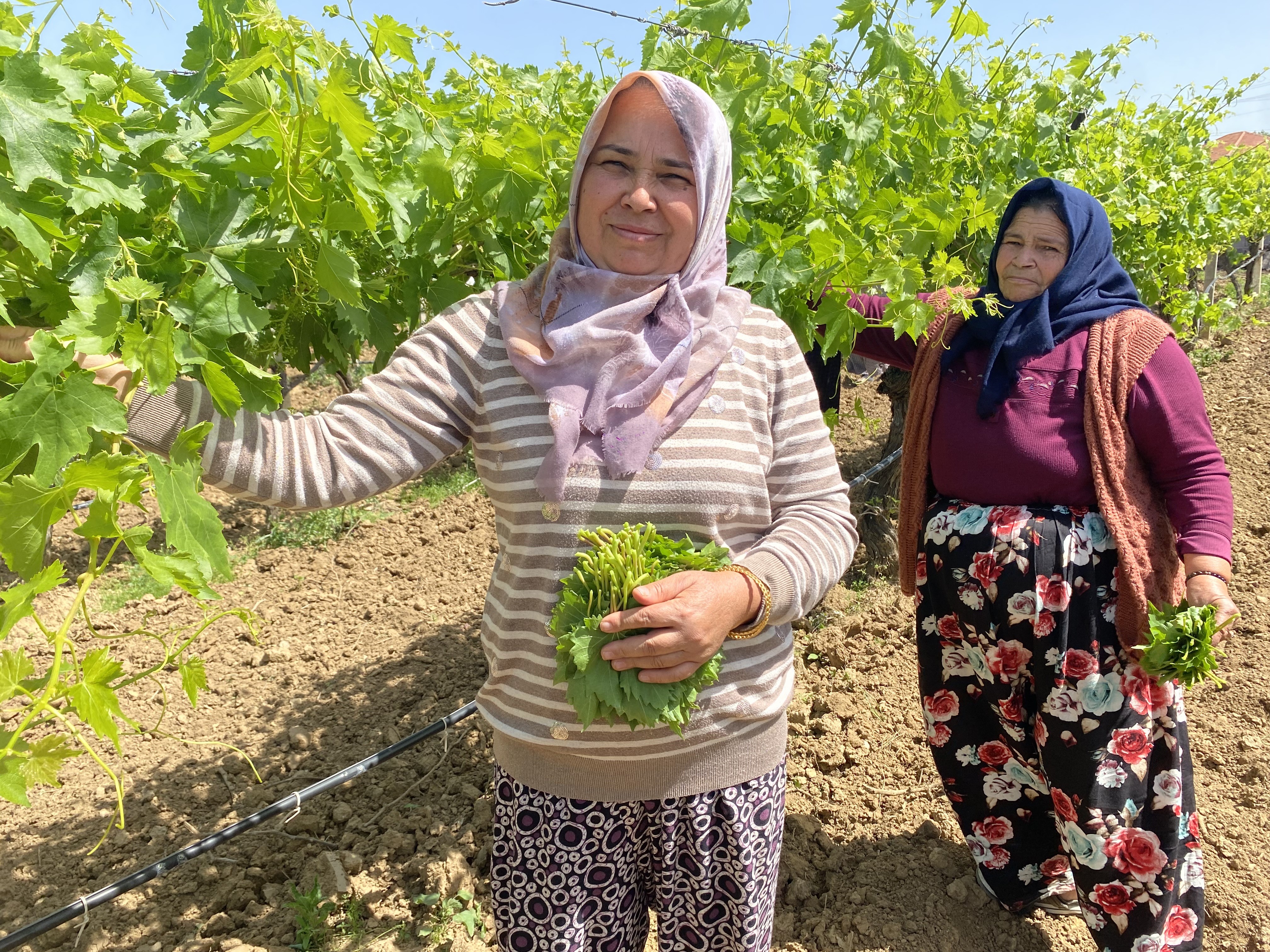 Yaprağı Meyvesinden Daha Çok Kazandırıyor