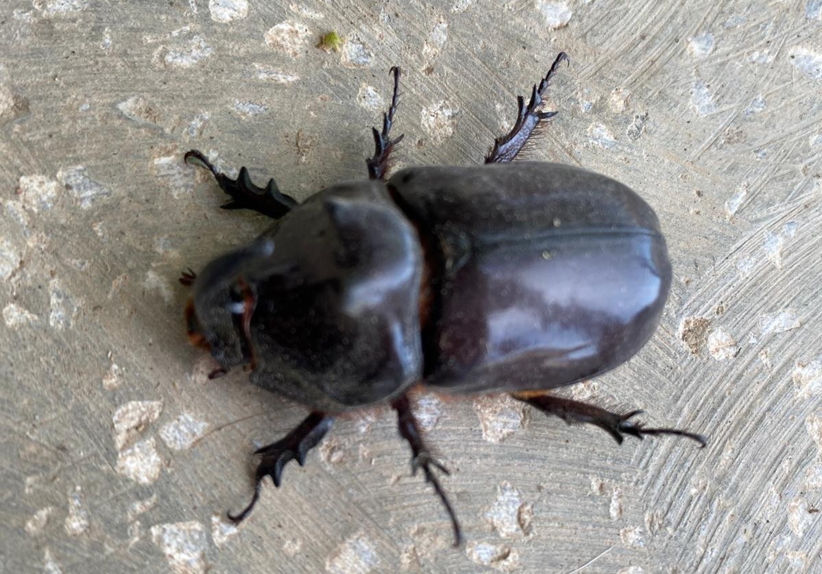 Zeytin Çapalayan Çiftçi Buldu (2)