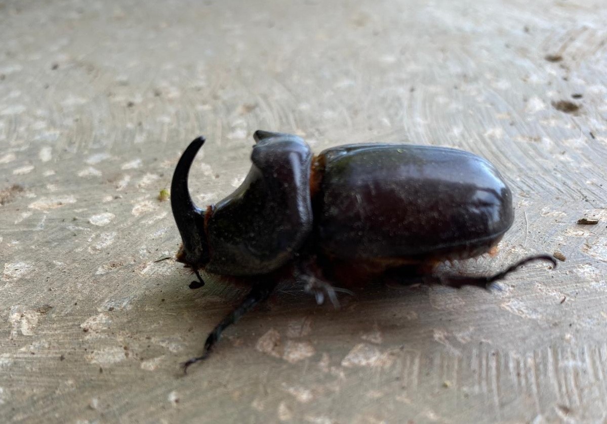 Zeytin Çapalayan Çiftçi Buldu