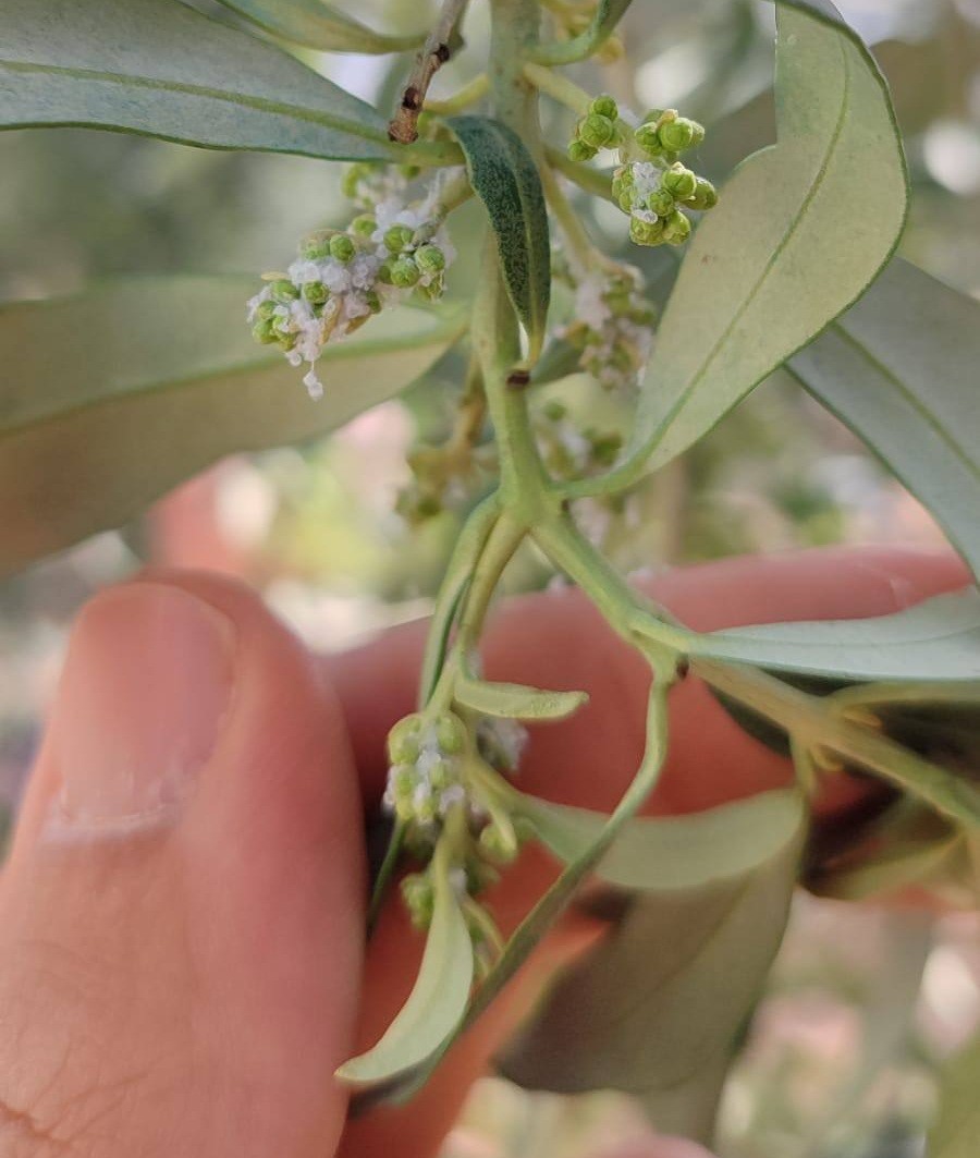 Zeytinde Tehlike.. Dal Kanseri Ve Halkalı Leke Hastalığı Uyarısı Yapıldı (2)