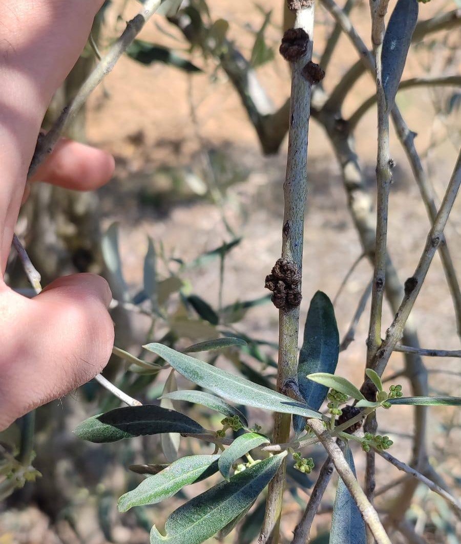 Zeytinde Tehlike.. Dal Kanseri Ve Halkalı Leke Hastalığı Uyarısı Yapıldı (3)