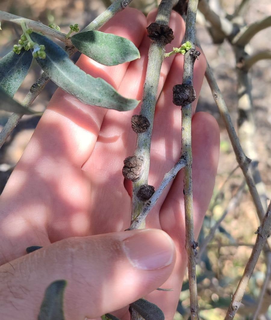 Zeytinde Tehlike.. Dal Kanseri Ve Halkalı Leke Hastalığı Uyarısı Yapıldı (4)
