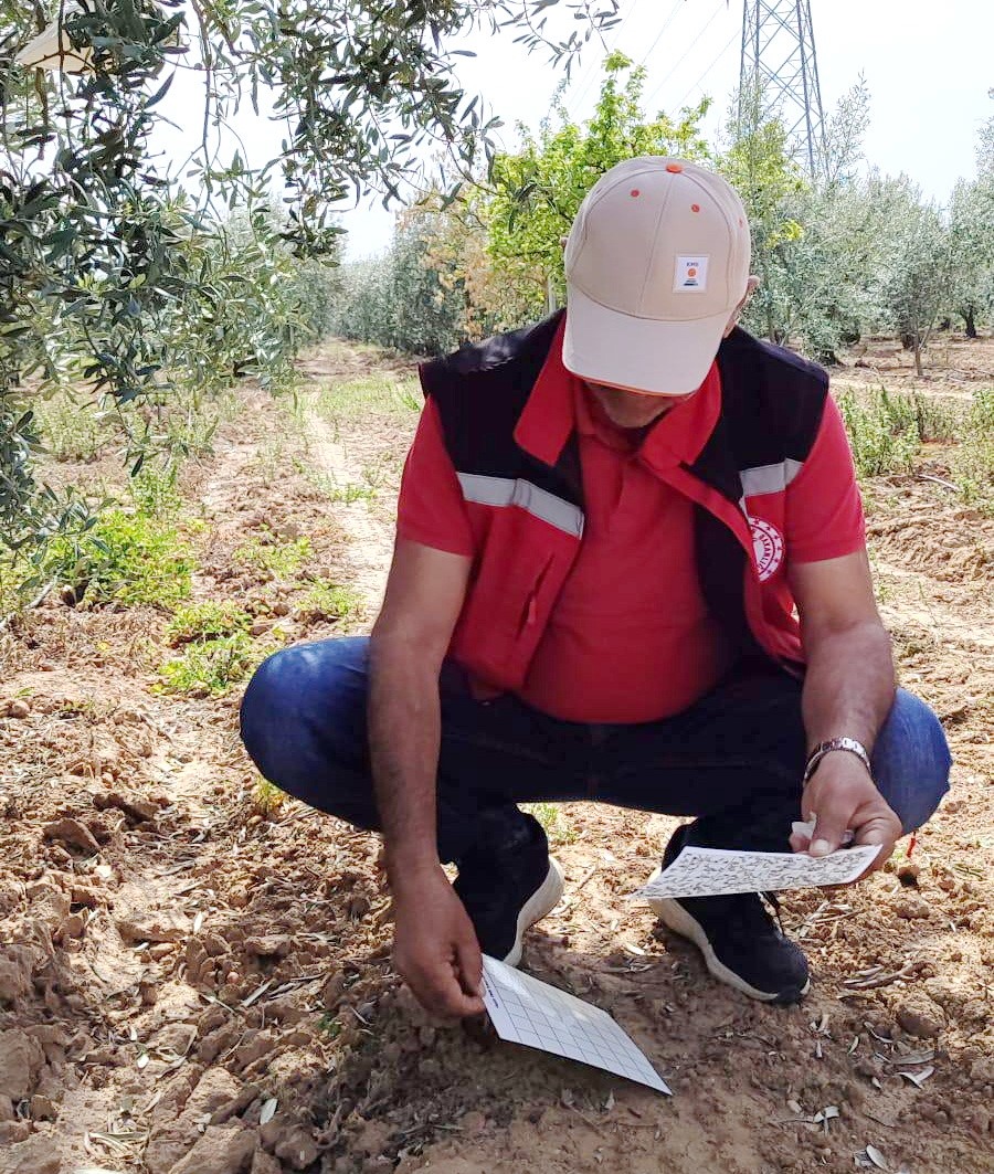 Zeytinde Tehlike.. Dal Kanseri Ve Halkalı Leke Hastalığı Uyarısı Yapıldı (5)