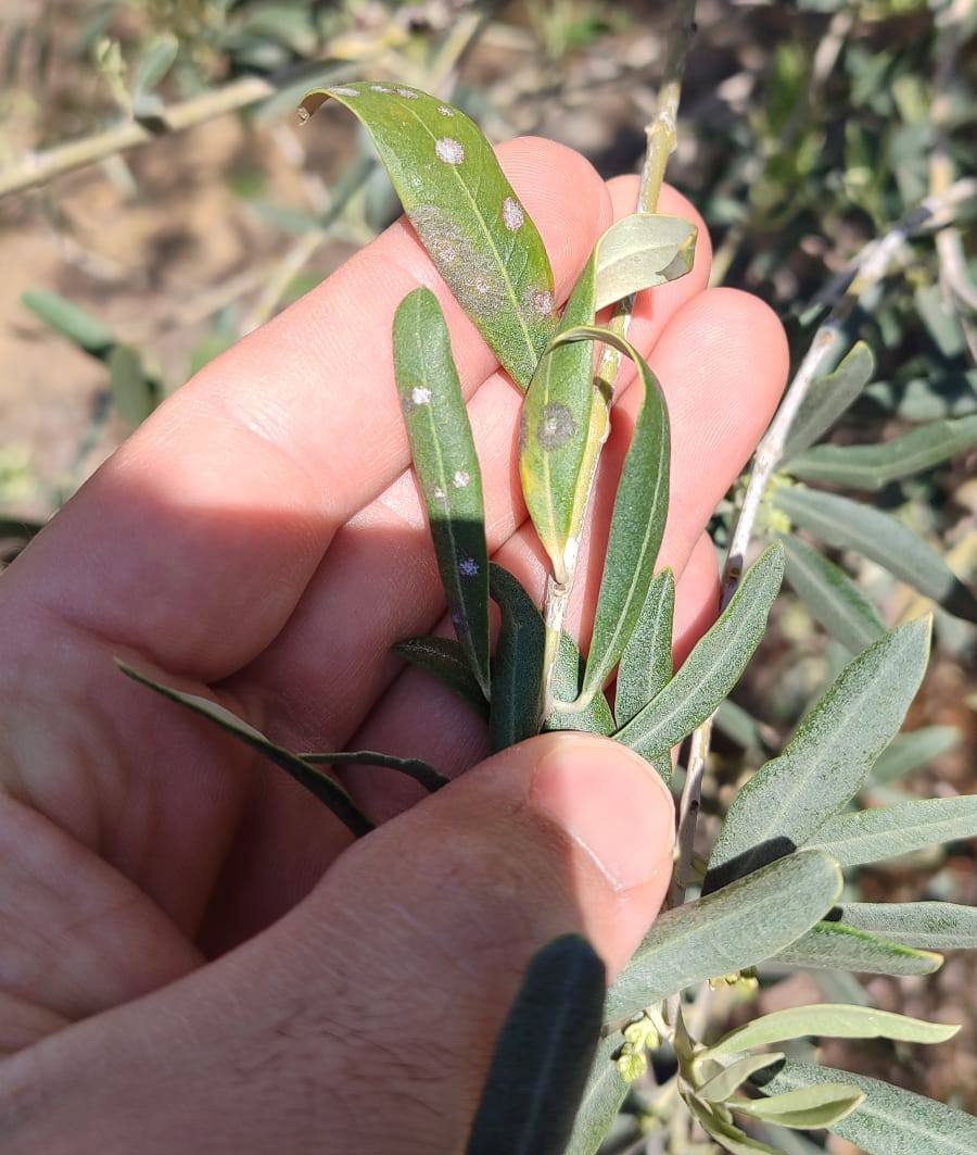 Zeytinde Tehlike.. Dal Kanseri Ve Halkalı Leke Hastalığı Uyarısı Yapıldı